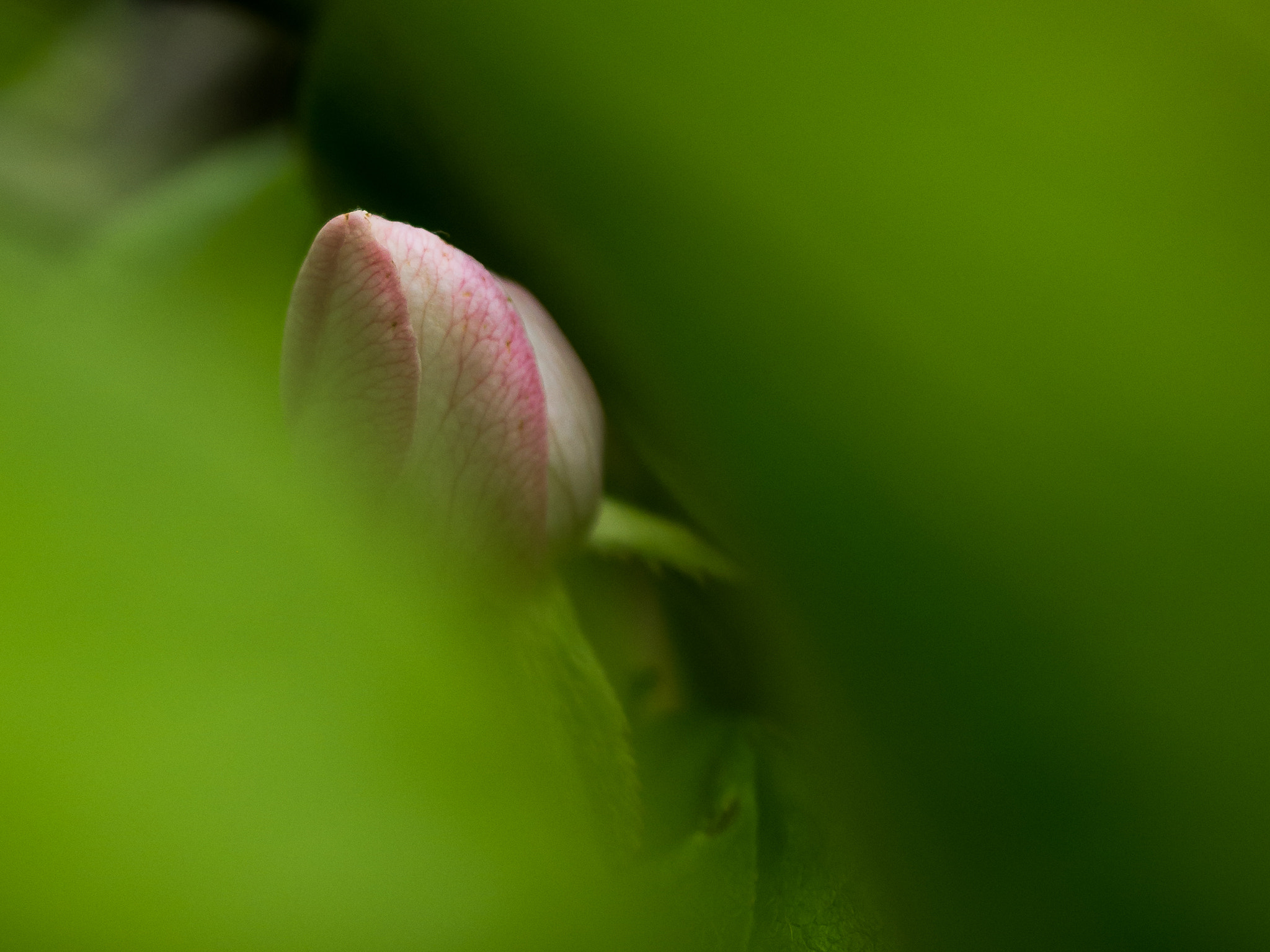Pentax smc DA 35mm F2.8 Macro Limited sample photo. Cydonia oblonga photography