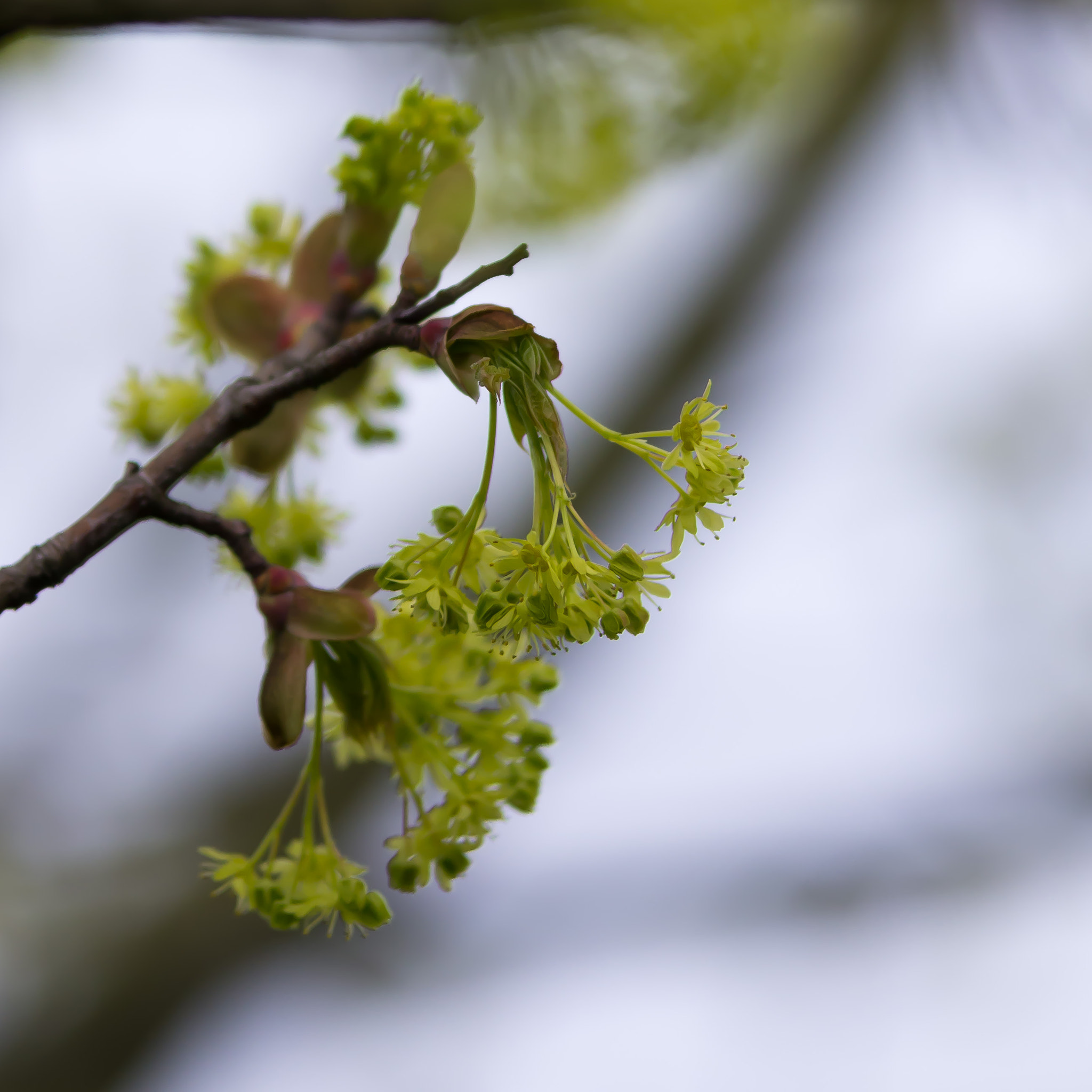 Pentax K-5 sample photo. Maple flowers photography