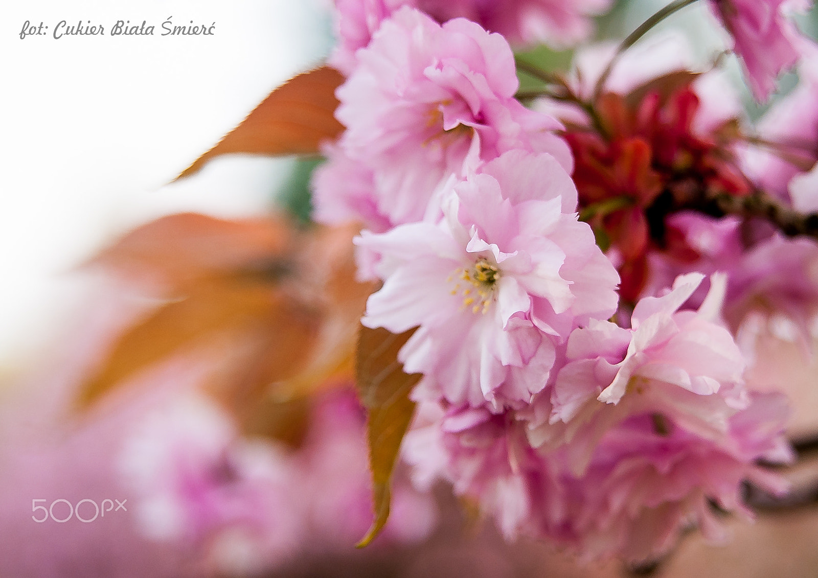 Sony Alpha DSLR-A700 + 24-70mm F2.8 sample photo. Flower photography