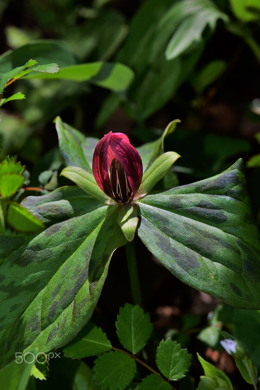 Nikon D750 + AF Zoom-Micro Nikkor 70-180mm f/4.5-5.6D ED sample photo. Trilliums in virginia 2 photography
