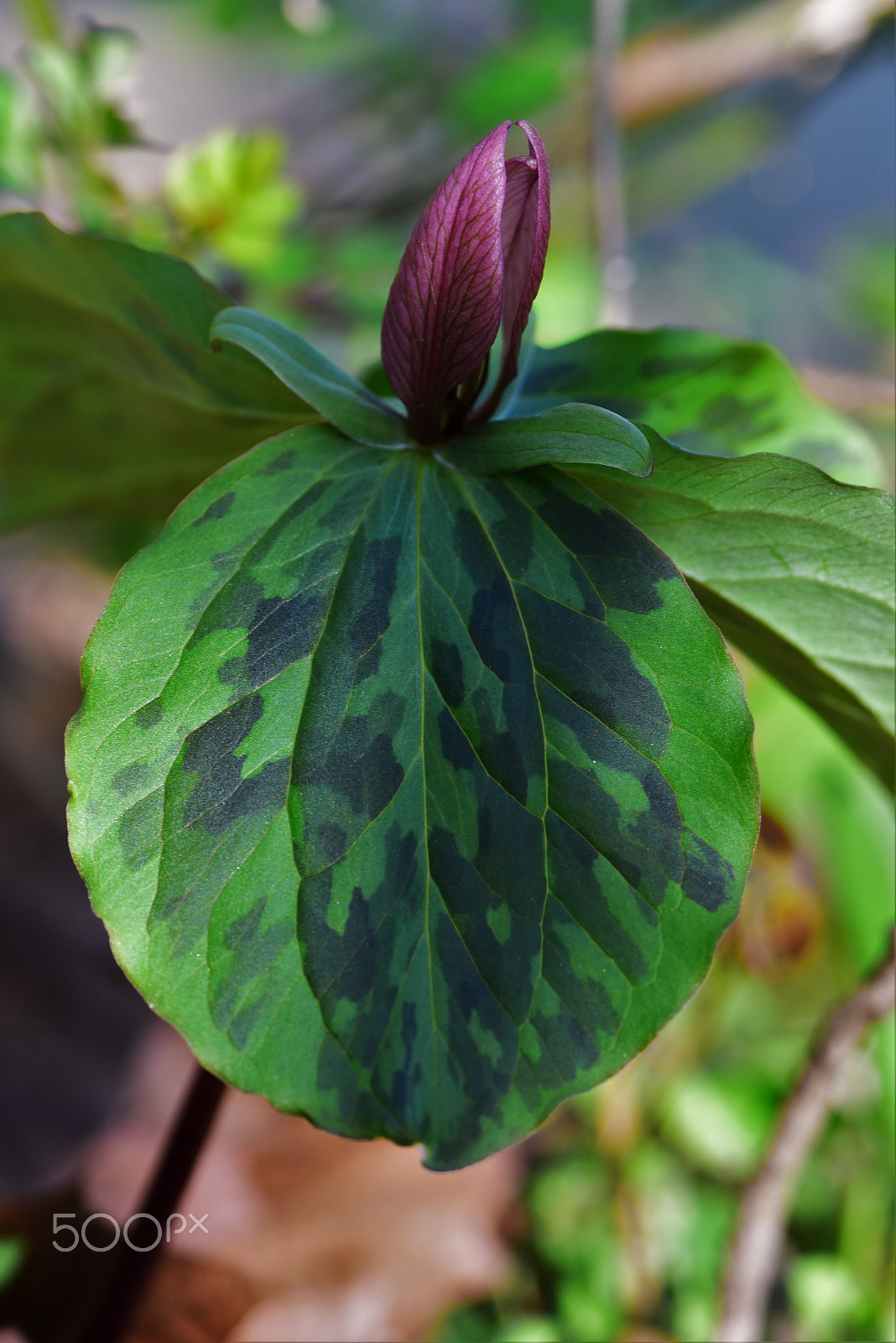 Nikon D750 + AF Zoom-Micro Nikkor 70-180mm f/4.5-5.6D ED sample photo. Trilliums in virginia 3 photography