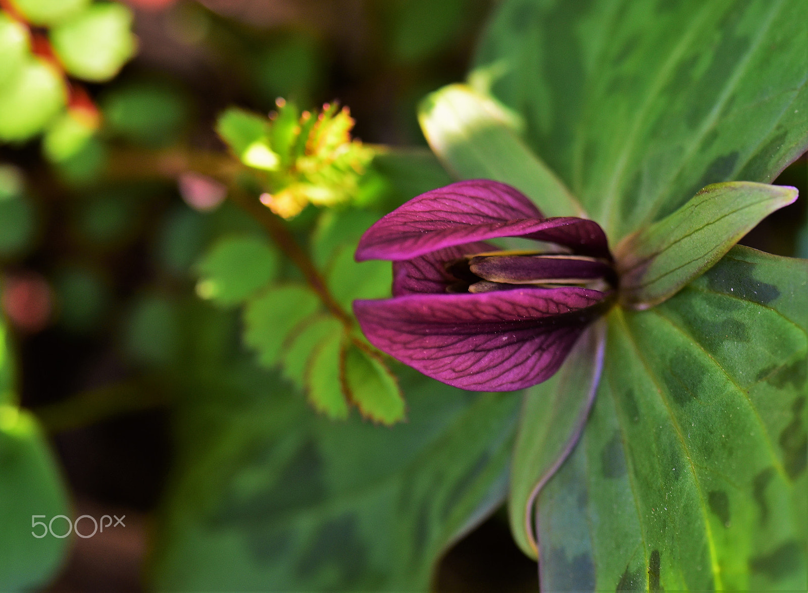 Nikon D750 + AF Zoom-Micro Nikkor 70-180mm f/4.5-5.6D ED sample photo. Trilliums in virginia 4 photography