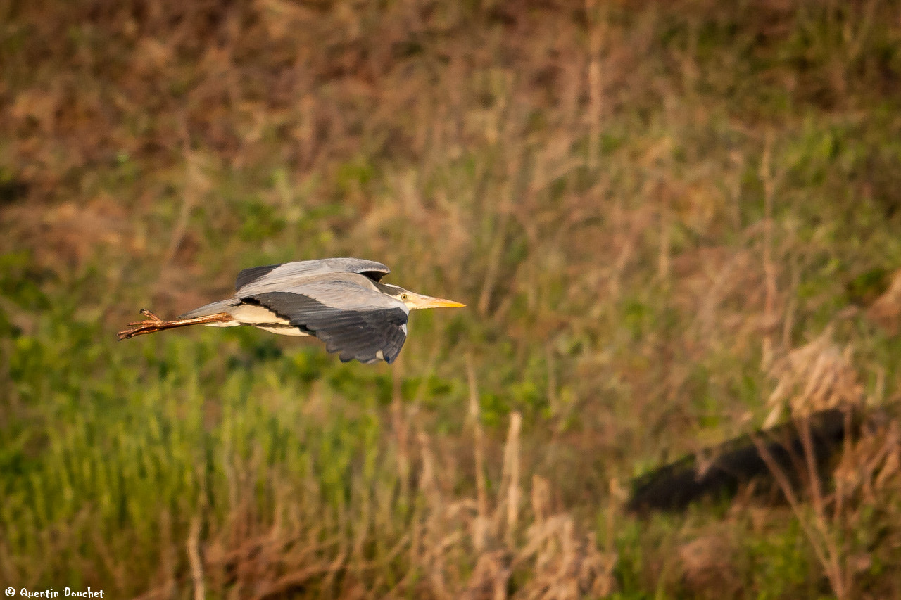 Canon EF 600mm F4L IS II USM sample photo. Héron en vol photography