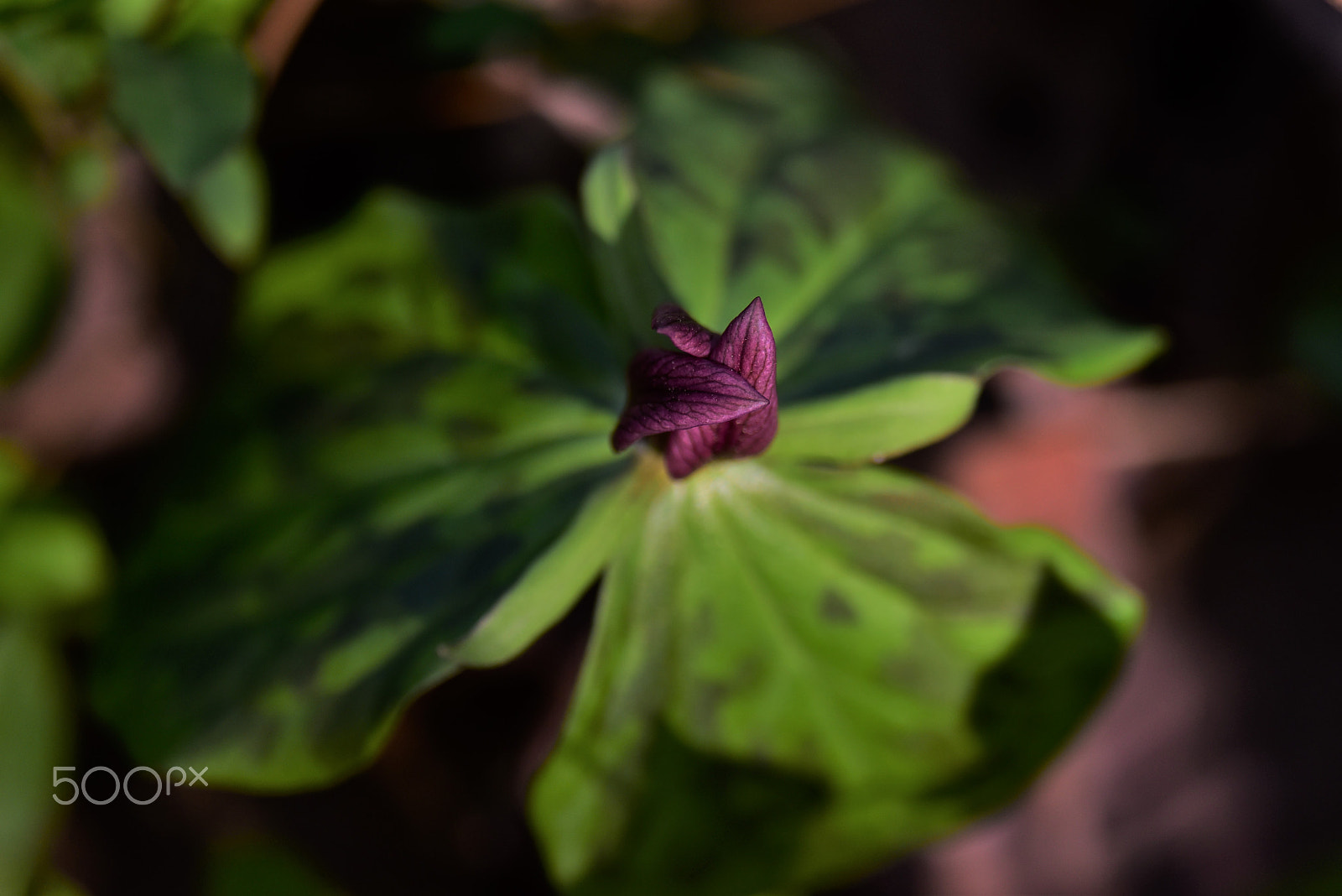 Nikon D750 + AF Zoom-Micro Nikkor 70-180mm f/4.5-5.6D ED sample photo. Trilliums in virginia 5 photography
