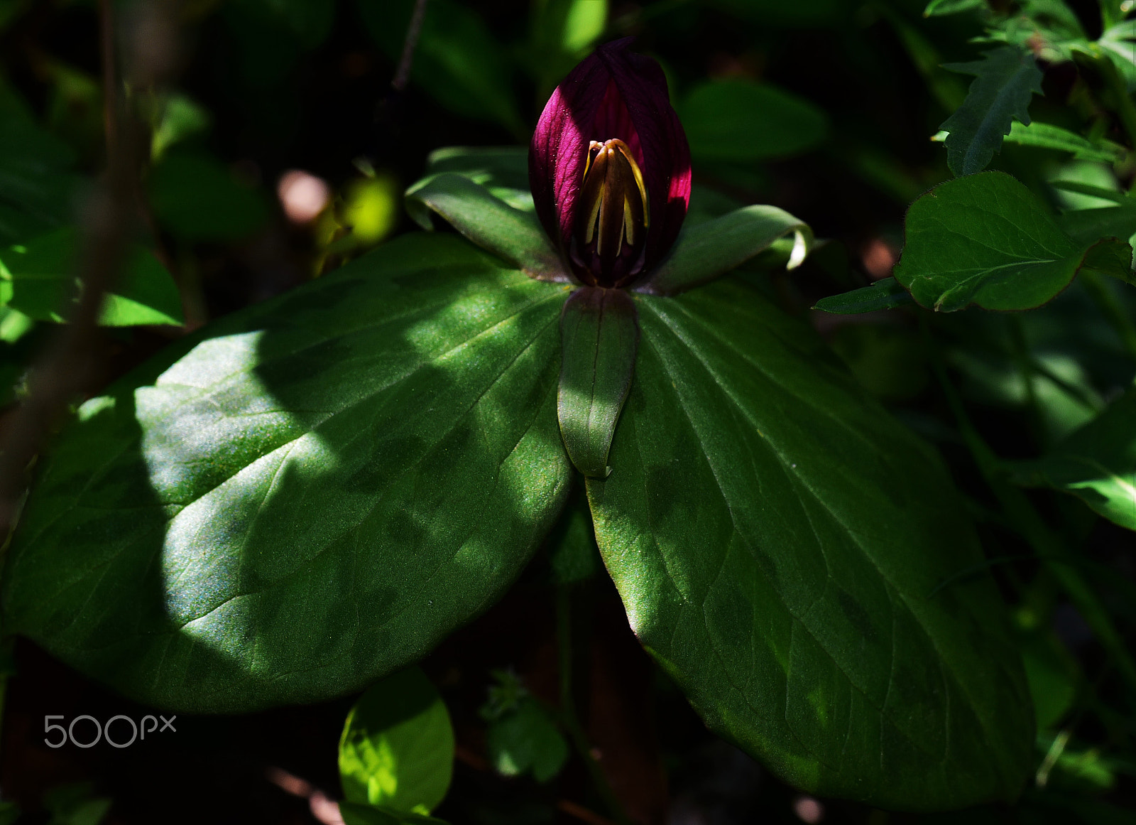 Nikon D750 + AF Zoom-Micro Nikkor 70-180mm f/4.5-5.6D ED sample photo. Trilliums in virginia 6 photography