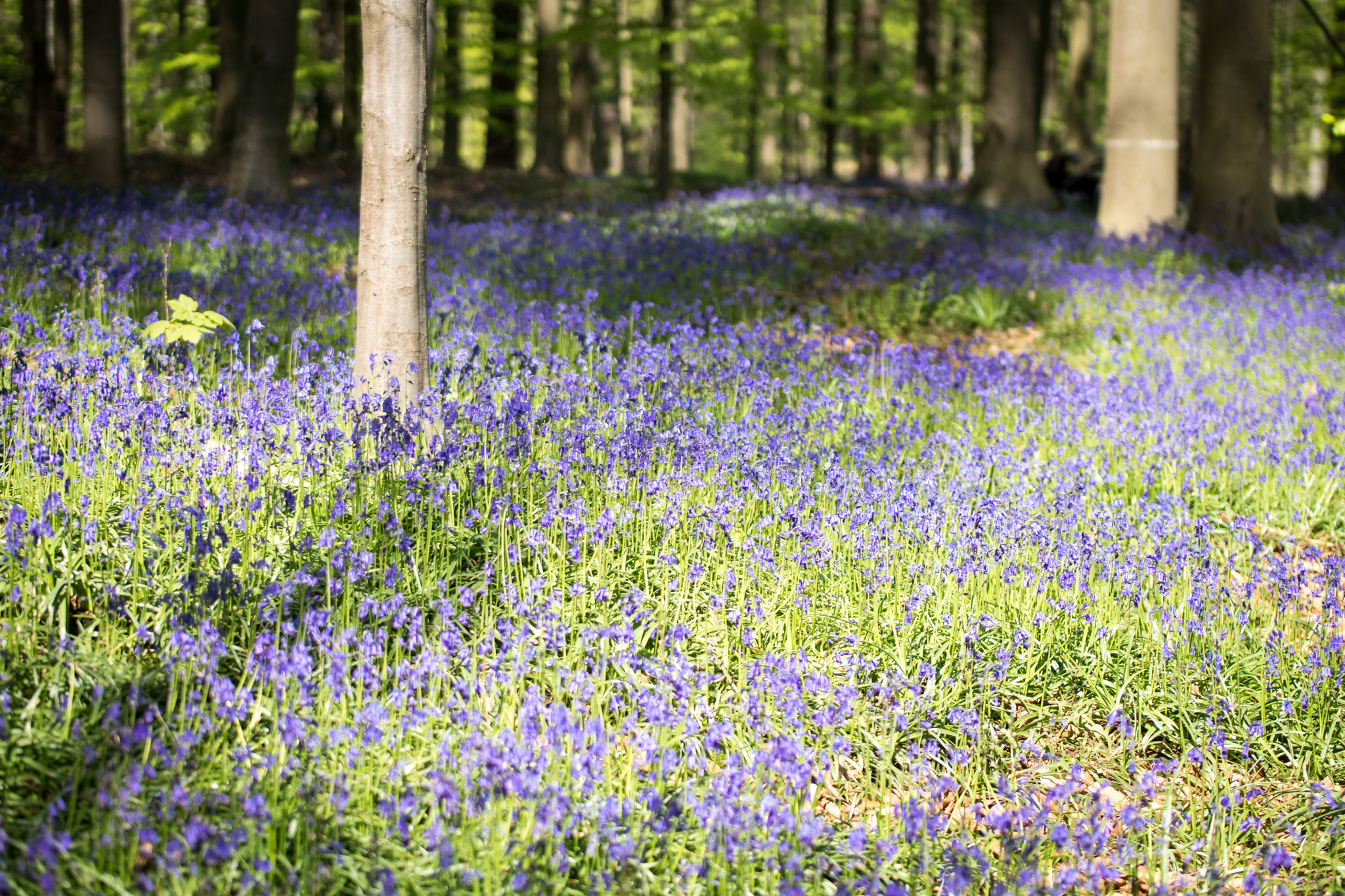 Sony SLT-A77 sample photo. Bluebells in hallerboos photography