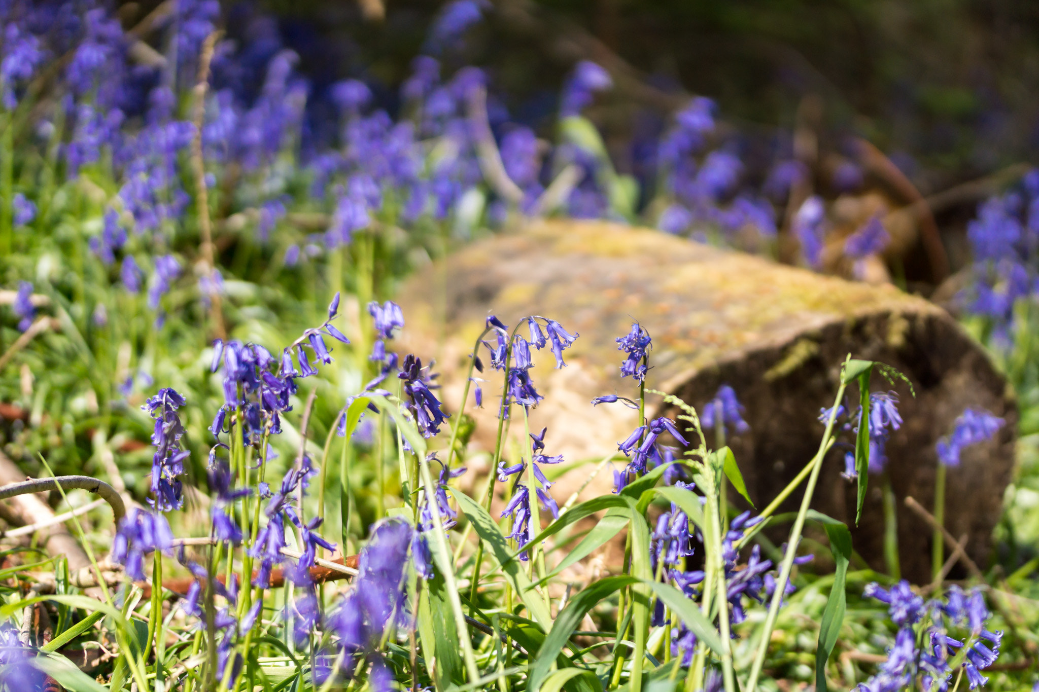Sony SLT-A77 sample photo. Bluebells in hallerboos photography