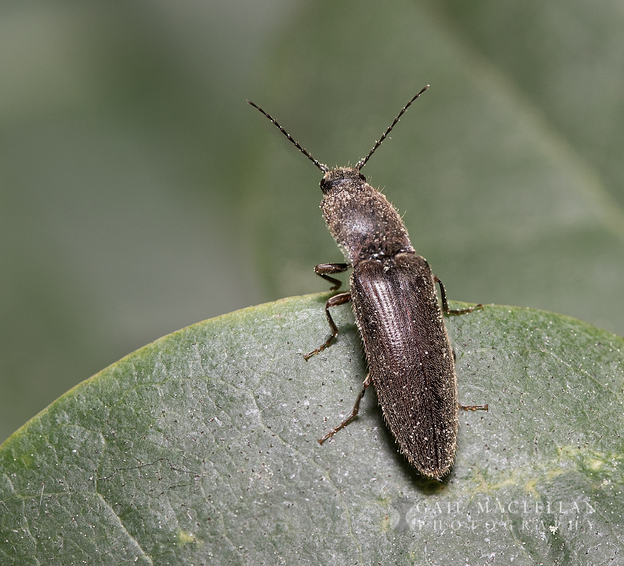 Sigma 105mm F2.8 EX DG Macro sample photo. Click beetles (elateridae) photography