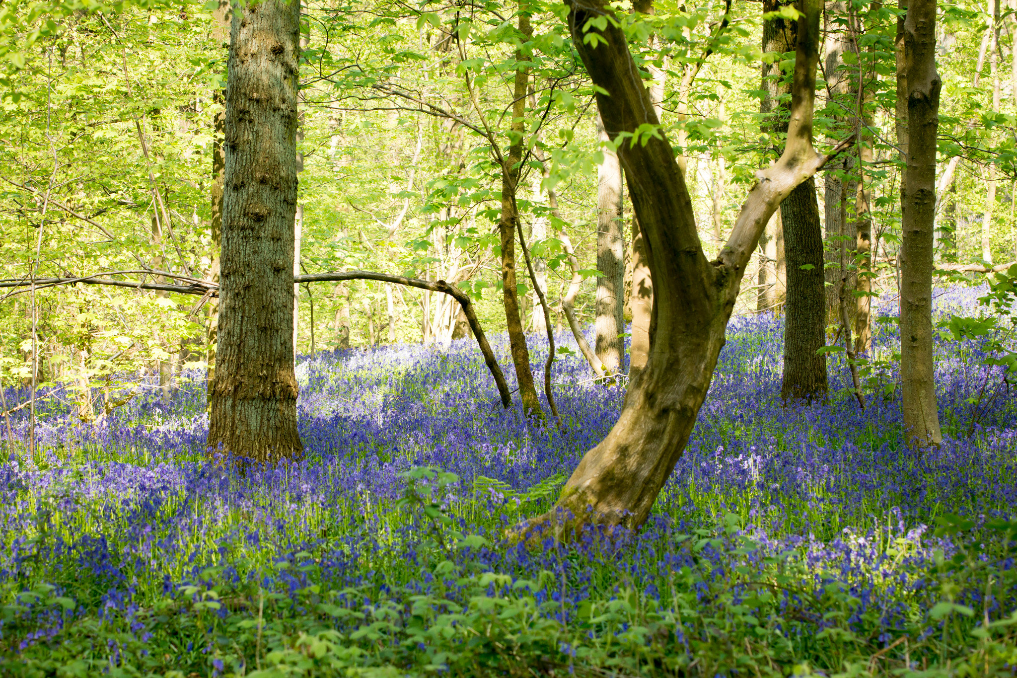 Sony SLT-A77 sample photo. Bluebell blossom in hallerboos photography