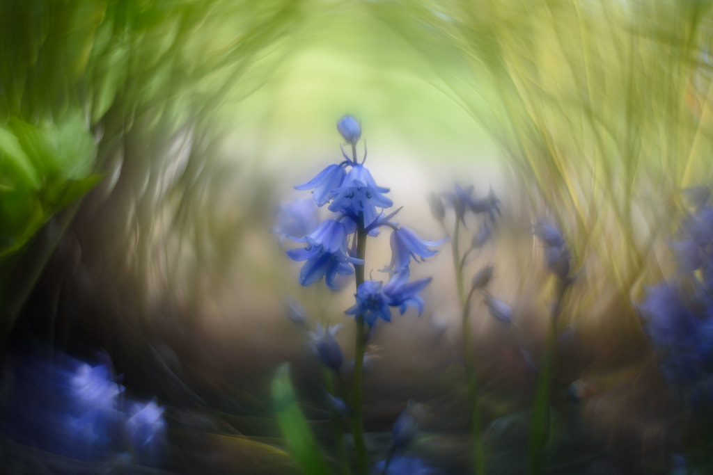 Fairy Flowers by Ryan Lee Chow on 500px.com
