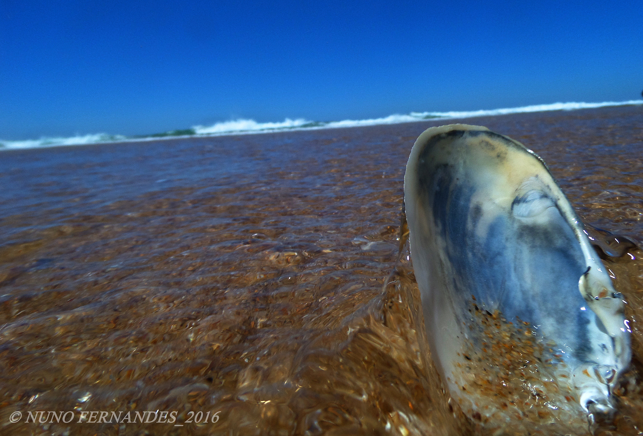 Samsung WB200F/WB201F/WB202F sample photo. Shell in water photography