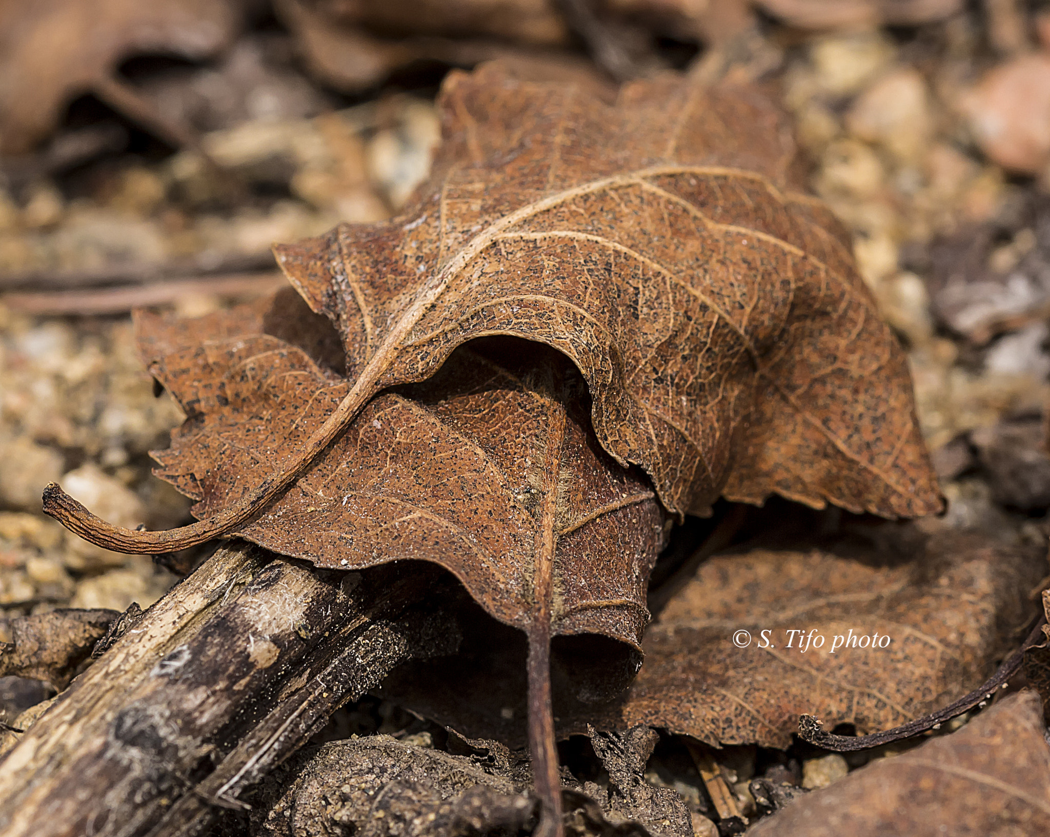 Sigma 105mm F2.8 EX DG OS HSM sample photo. I'll protect you .... photography