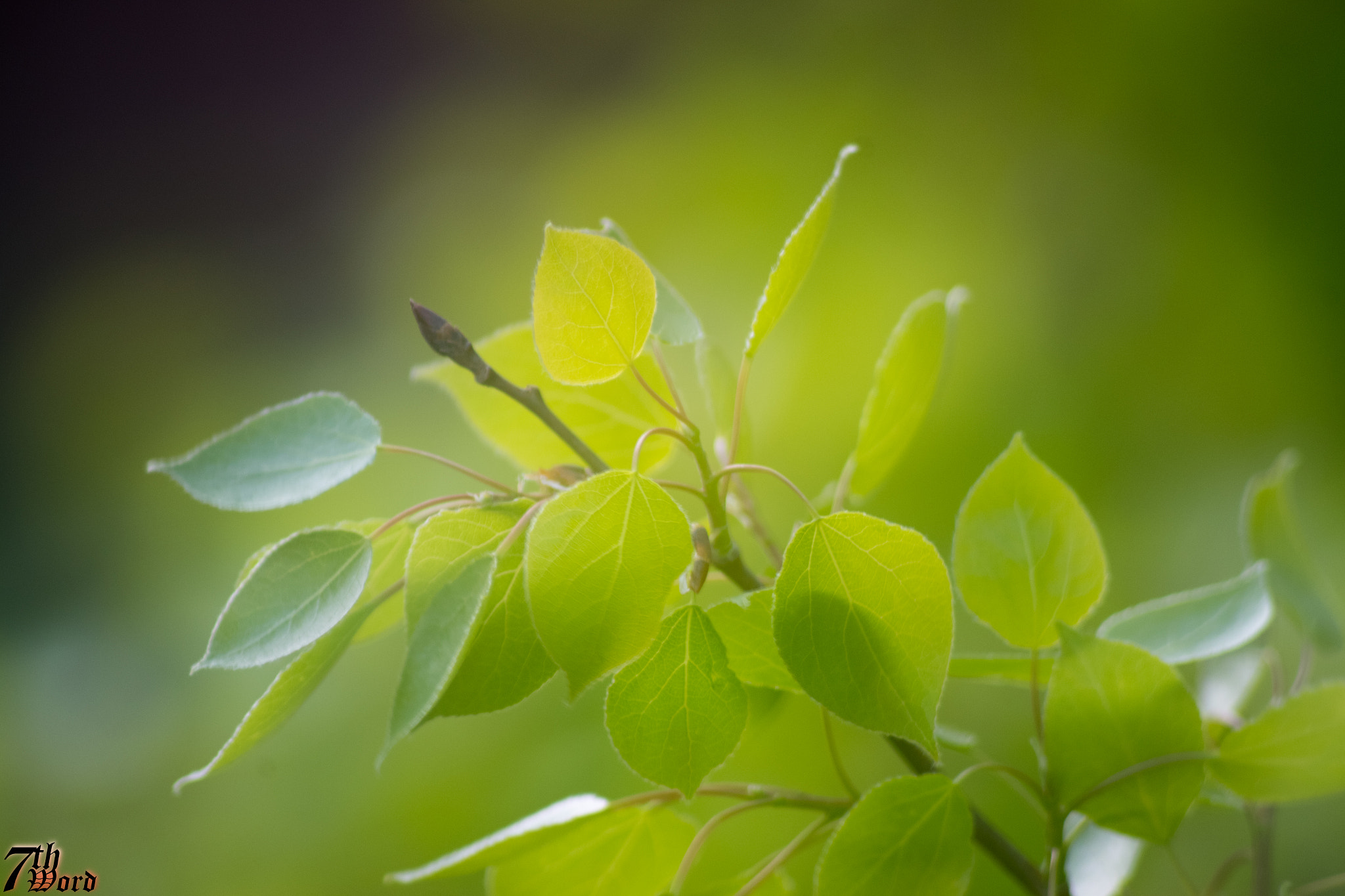 Pentax K-S2 + Sigma sample photo. Soft focus flower 02 photography