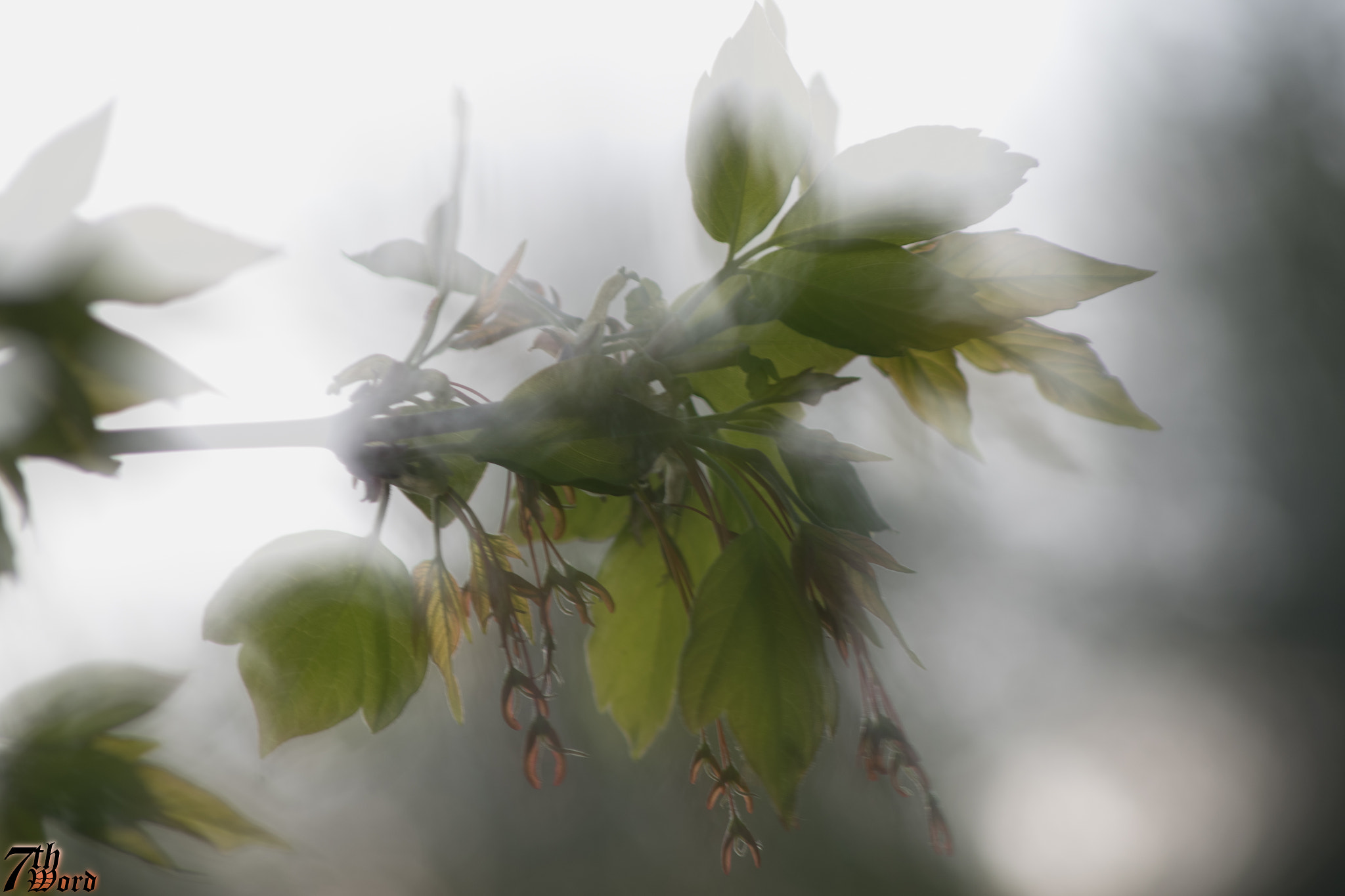 Pentax K-S2 + Sigma sample photo. Soft focus flower 04 photography
