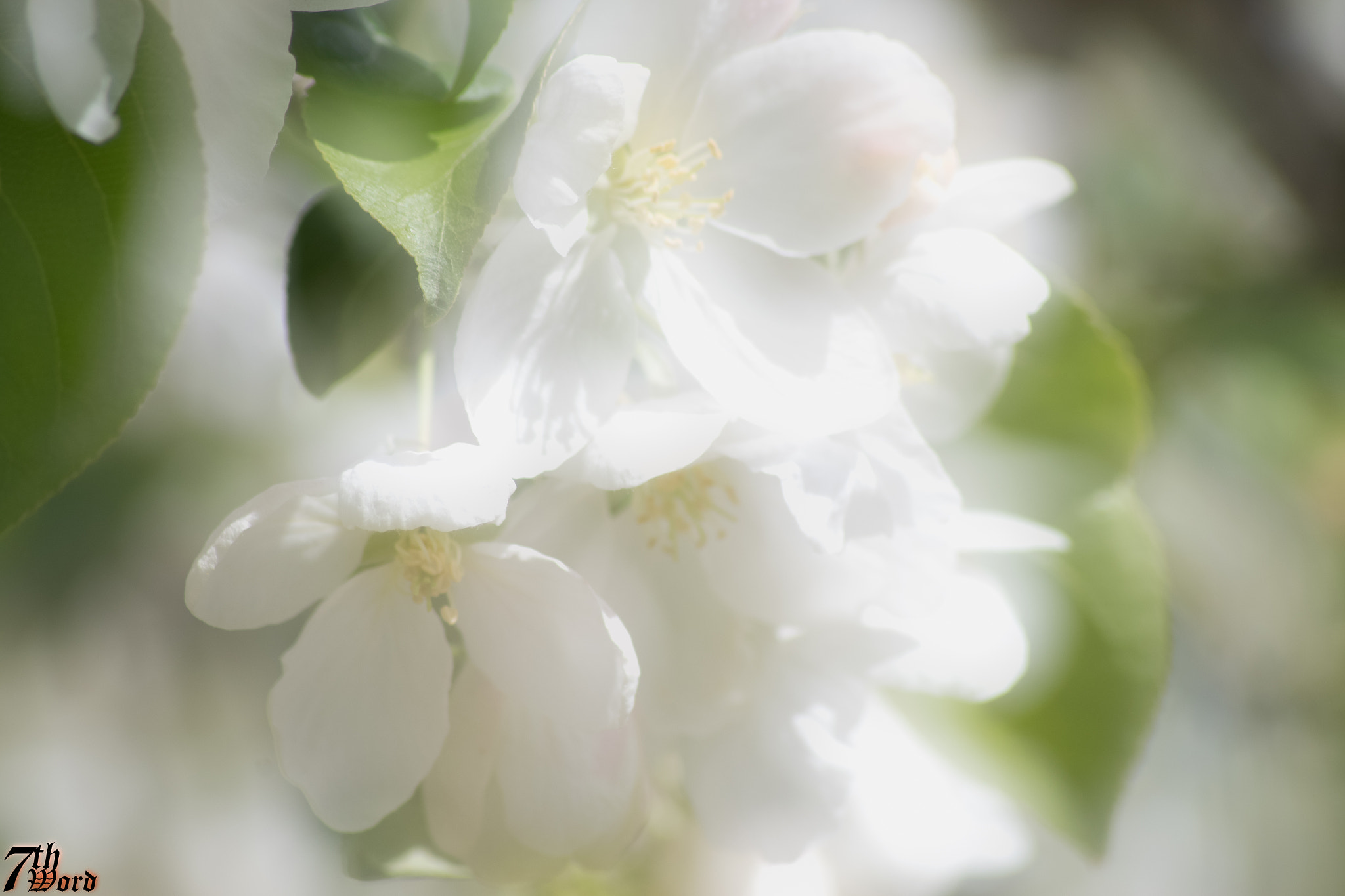 Pentax K-S2 + Sigma sample photo. Soft focus flower 05 photography