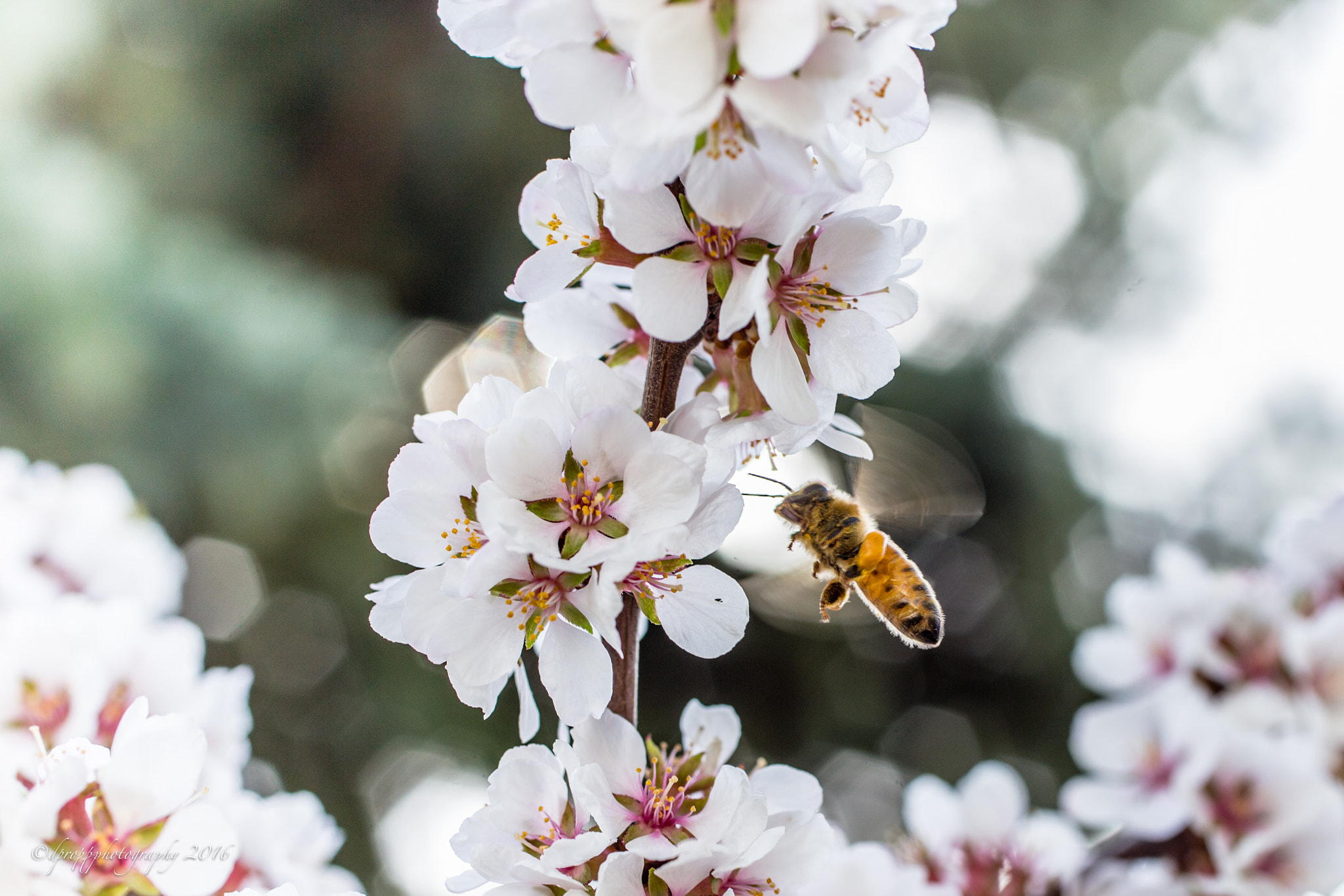 Canon EOS 6D + Canon EF 50mm F2.5 Macro sample photo. Gathering photography