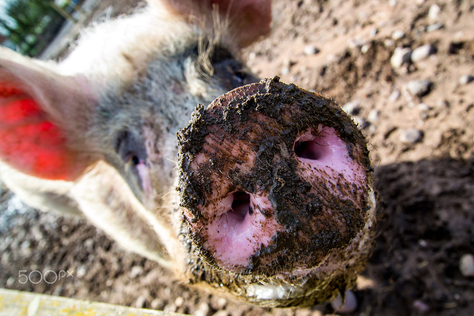 Nikon D3100 + Sigma 18-50mm F2.8 EX DC Macro sample photo. Sunny pig snout photography