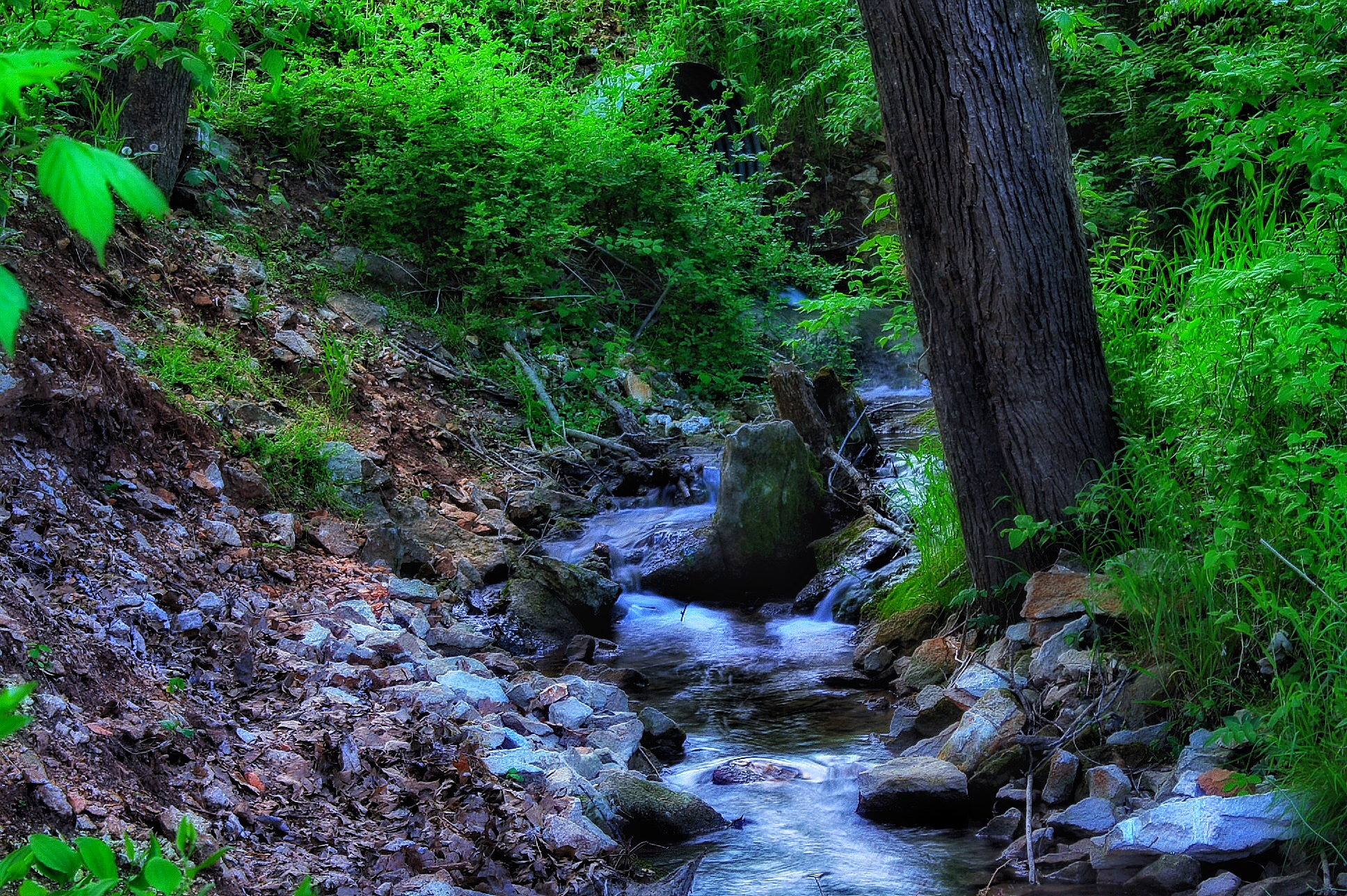 Canon EF-S 18-55mm F3.5-5.6 IS sample photo. Forest green brook photography