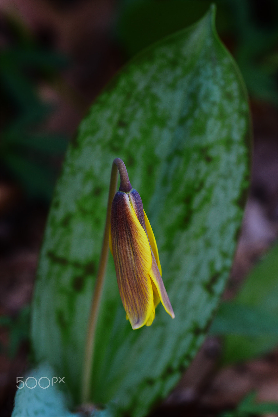 Nikon D750 + AF Zoom-Micro Nikkor 70-180mm f/4.5-5.6D ED sample photo. Yellow trout lilies 6 photography