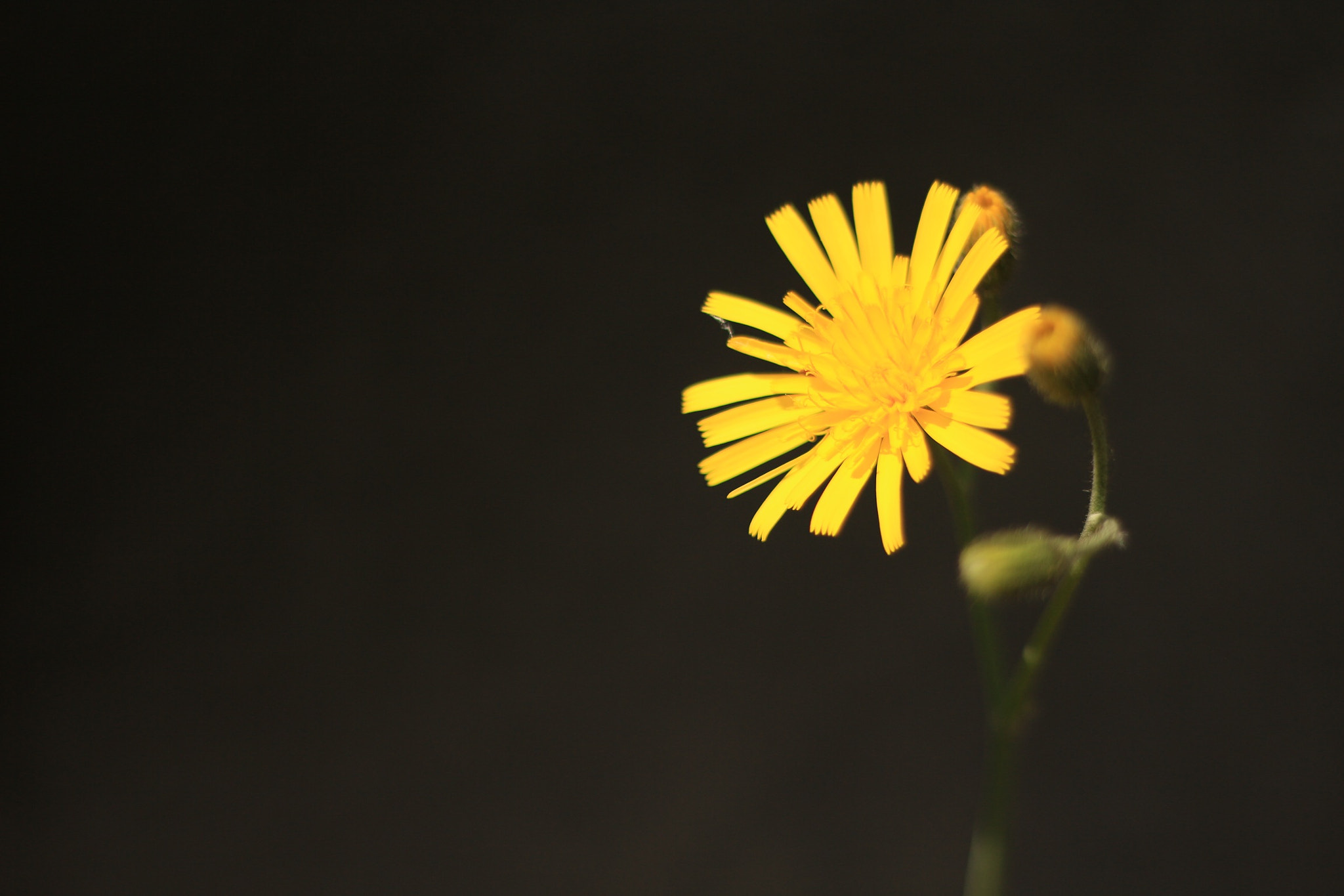 Canon EOS M + Canon EF 50mm F1.8 STM sample photo
