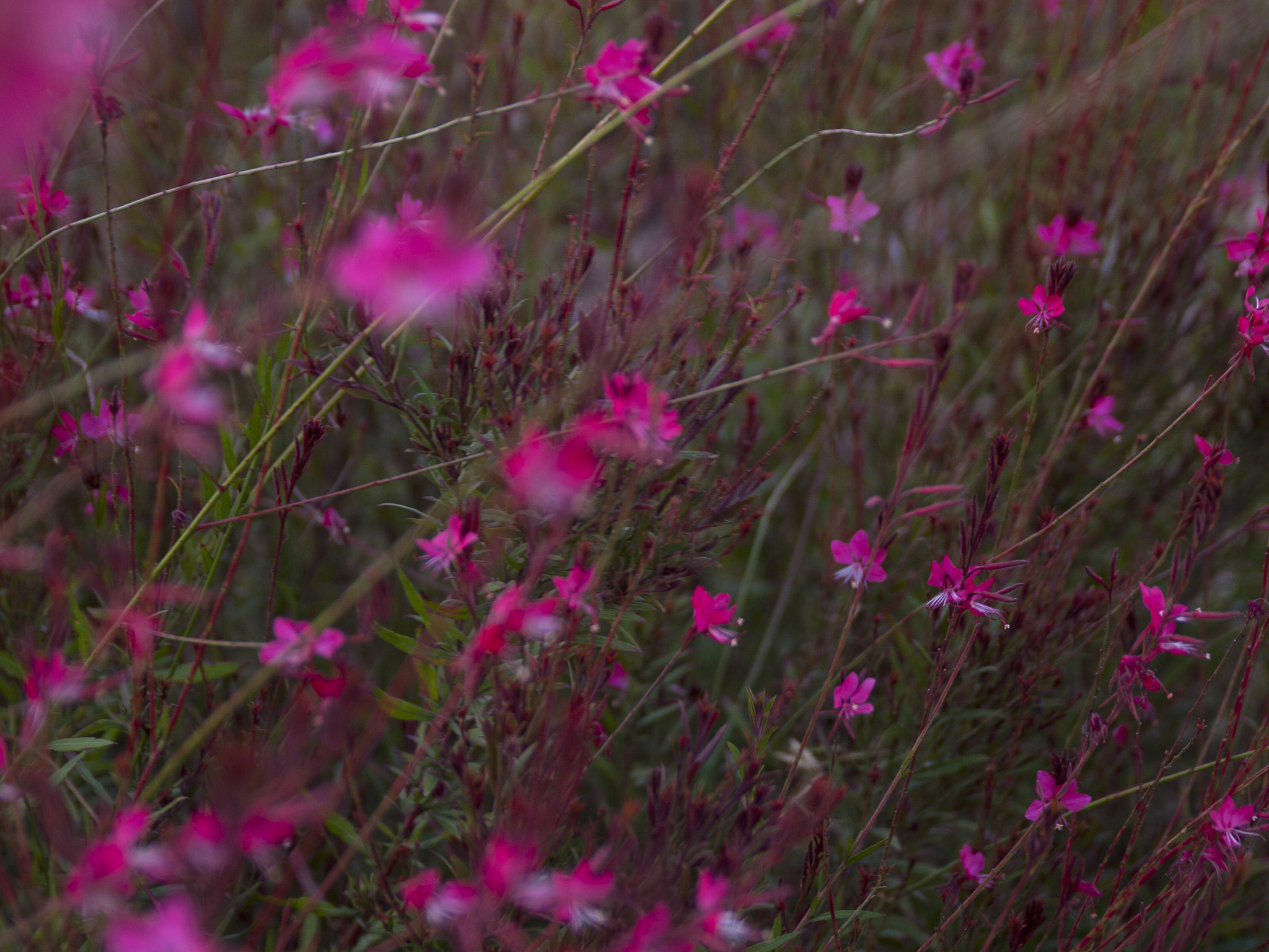 Olympus E-520 (EVOLT E-520) + SIGMA 18-50mm F2.8 DC sample photo. The upcoming summer photography
