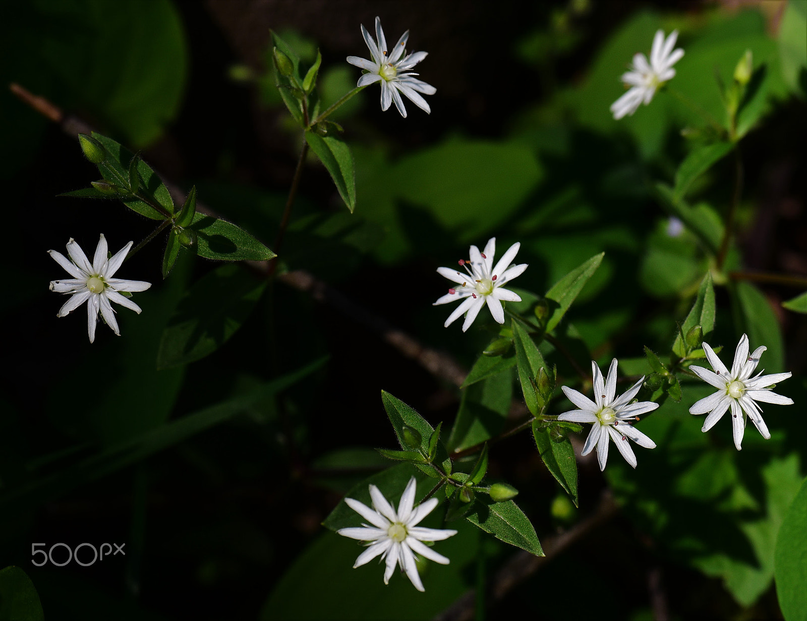 Nikon D750 + AF Zoom-Micro Nikkor 70-180mm f/4.5-5.6D ED sample photo. Star chickweed photography