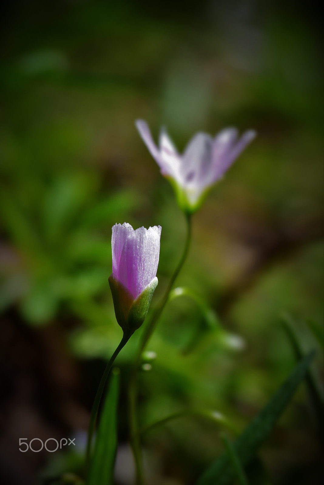 Nikon D750 + AF Zoom-Micro Nikkor 70-180mm f/4.5-5.6D ED sample photo. Spring beauties (claytonia virginica) 2 photography