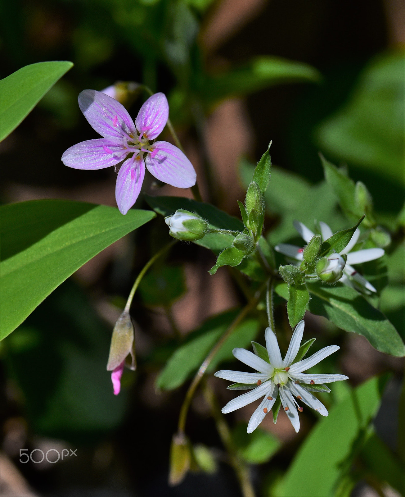 Nikon D750 + AF Zoom-Micro Nikkor 70-180mm f/4.5-5.6D ED sample photo. Claytonia virginica and star chickweed photography