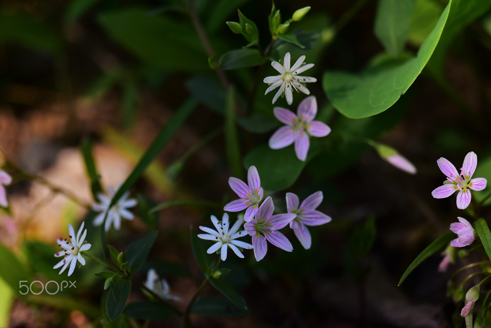 Nikon D750 + AF Zoom-Micro Nikkor 70-180mm f/4.5-5.6D ED sample photo. Spring beauties and star chickweed photography