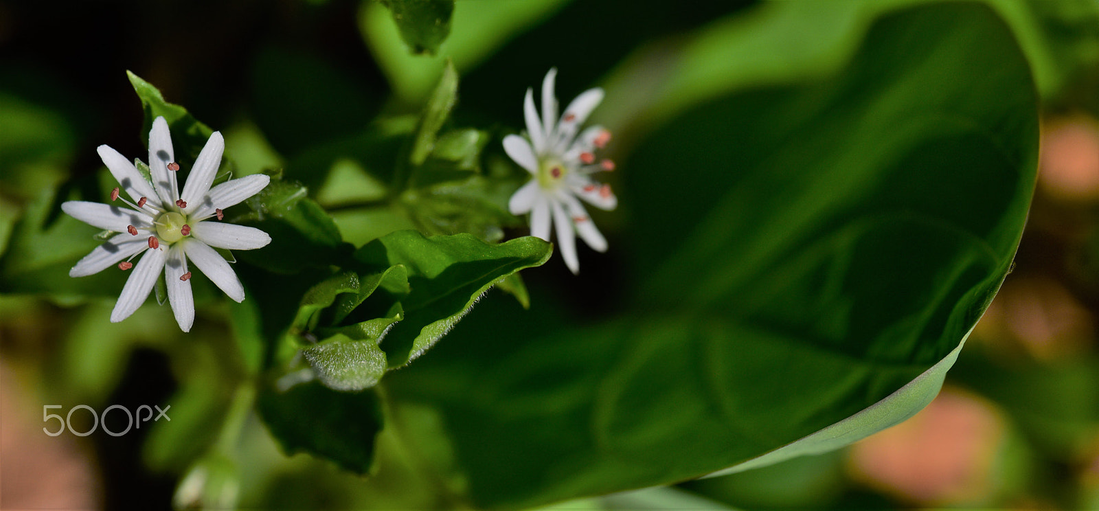 Nikon D750 + AF Zoom-Micro Nikkor 70-180mm f/4.5-5.6D ED sample photo. Star chickweed 2 photography