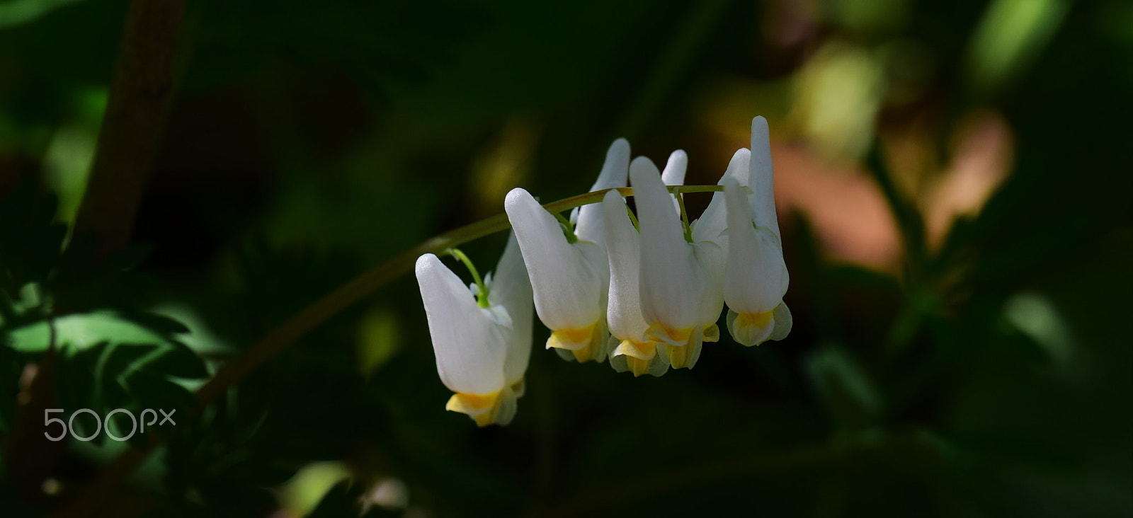 Nikon D750 + AF Zoom-Micro Nikkor 70-180mm f/4.5-5.6D ED sample photo. Wild dutchman's breeches 2 photography