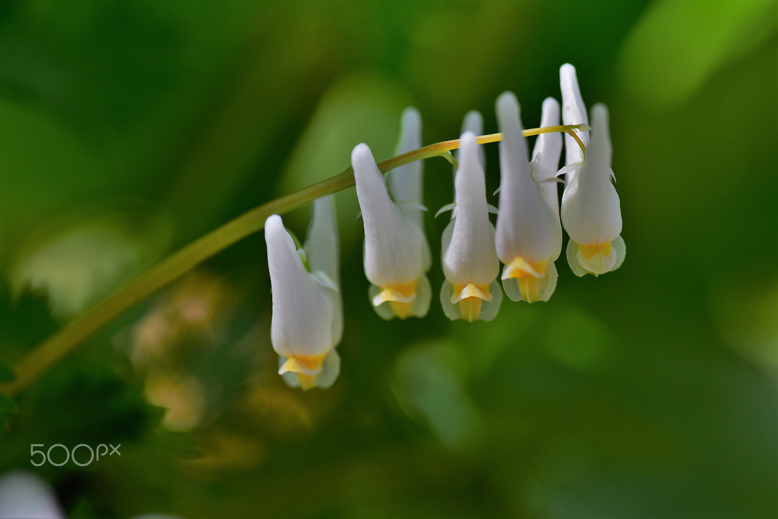 Nikon D750 + AF Zoom-Micro Nikkor 70-180mm f/4.5-5.6D ED sample photo. Wild dutchman's breeches 3 photography