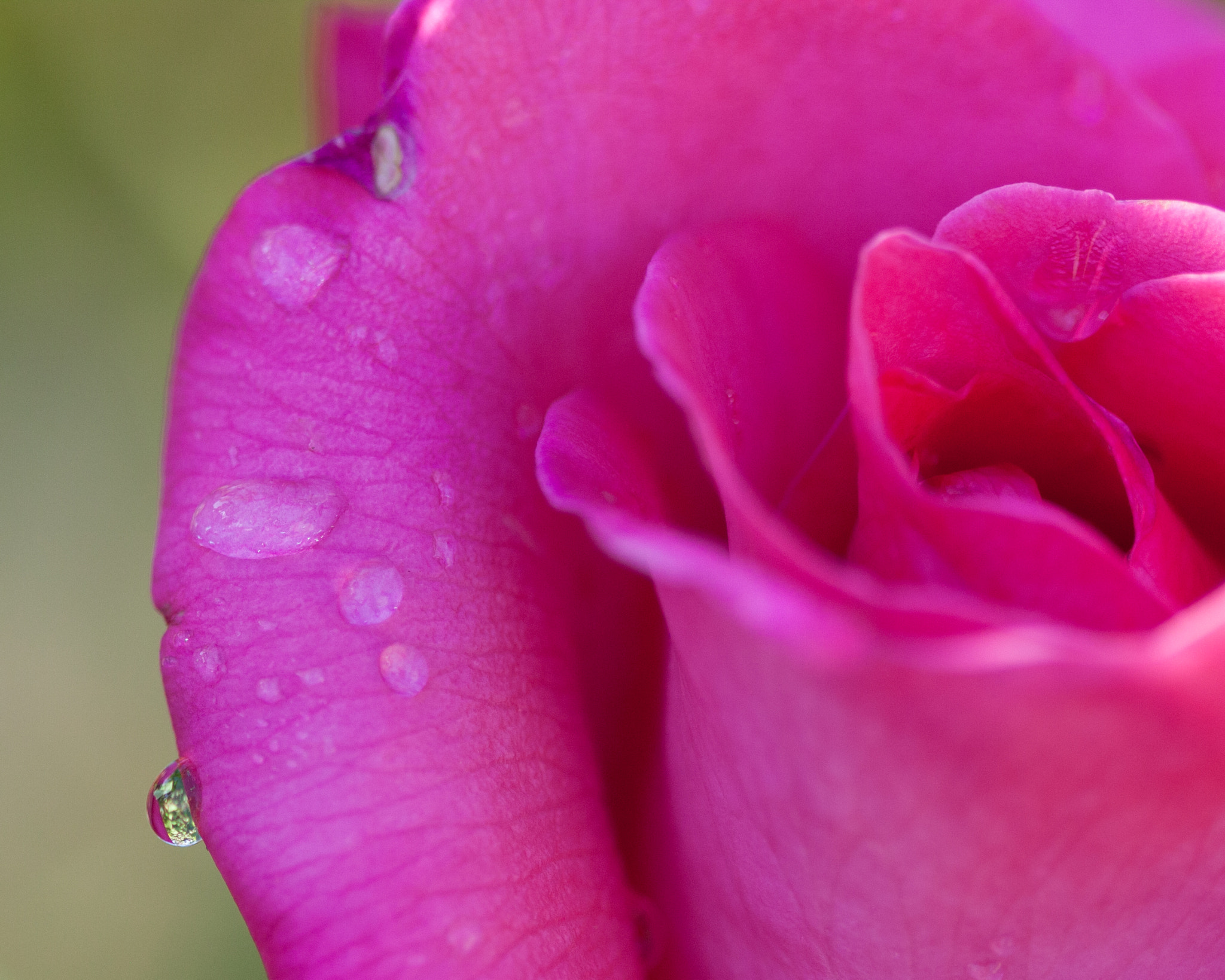 Canon EOS 450D (EOS Rebel XSi / EOS Kiss X2) sample photo. Rose #2 photography