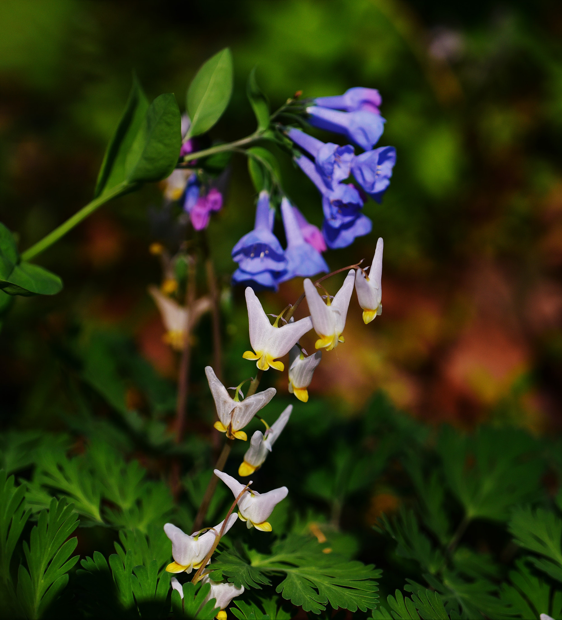 Nikon D750 + AF Zoom-Micro Nikkor 70-180mm f/4.5-5.6D ED sample photo. Dutchman's breeches photography