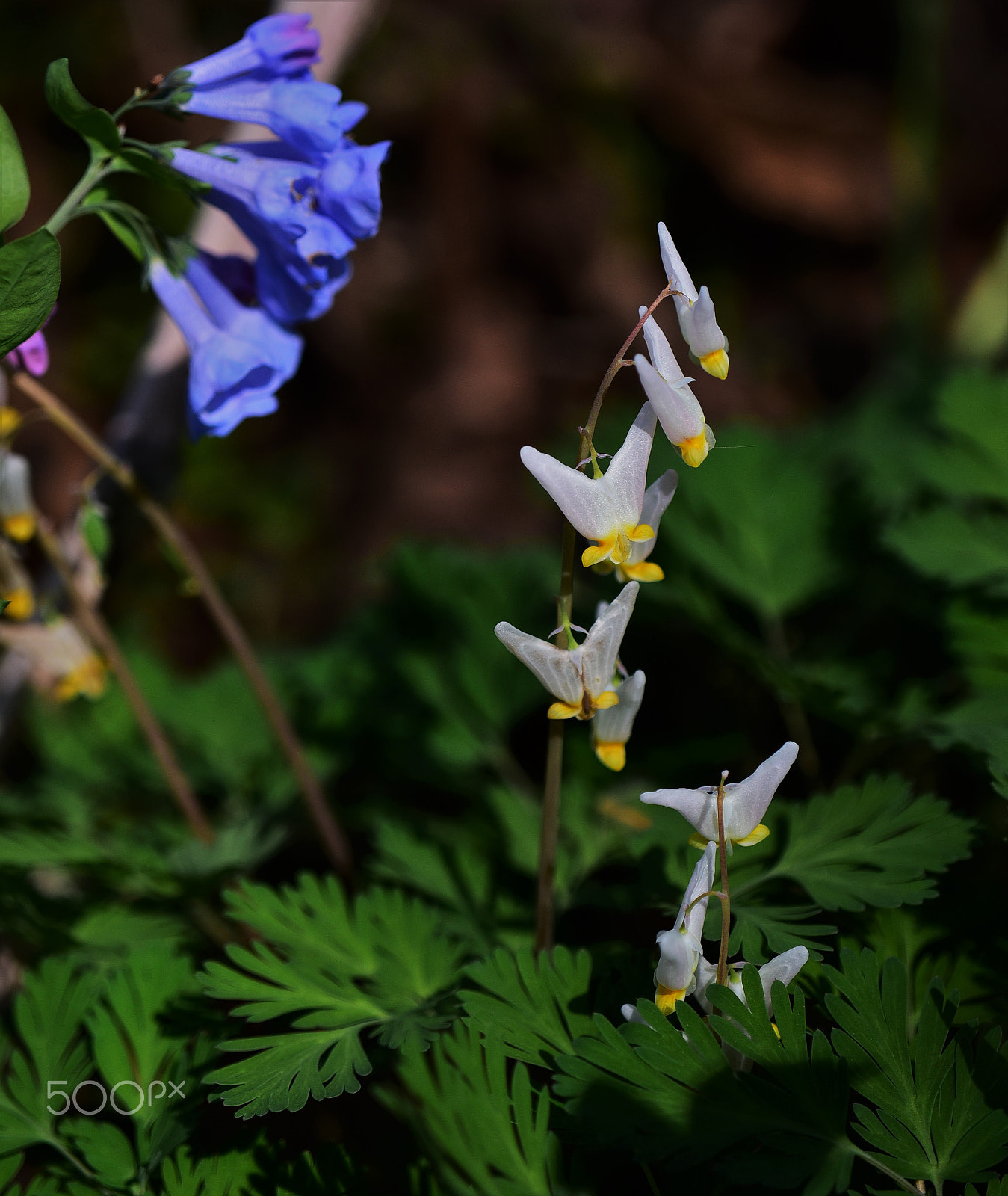 Nikon D750 + AF Zoom-Micro Nikkor 70-180mm f/4.5-5.6D ED sample photo. Dutchman's breeches 2 photography