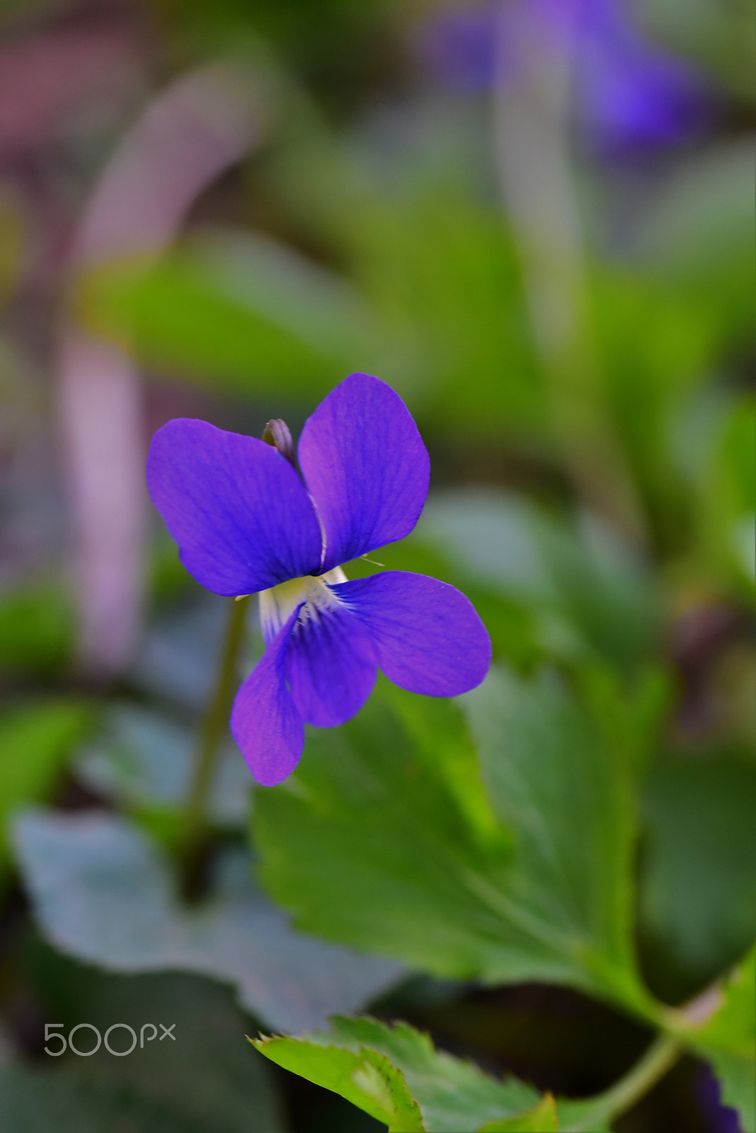 Nikon D750 + AF Zoom-Micro Nikkor 70-180mm f/4.5-5.6D ED sample photo. Wild pansy photography