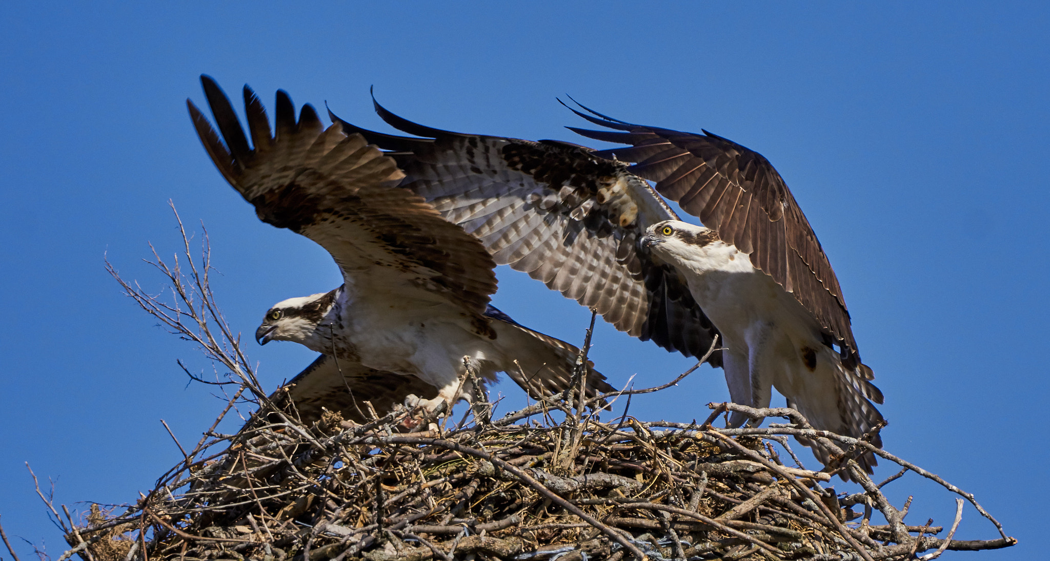 Sony ILCA-77M2 + Sony 70-400mm F4-5.6 G SSM II sample photo. Osprey photography