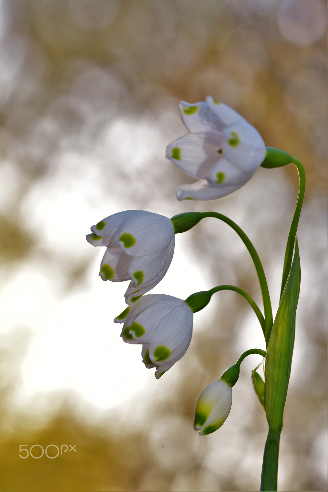 Nikon D750 + AF Zoom-Micro Nikkor 70-180mm f/4.5-5.6D ED sample photo. Snow drops in virginia photography