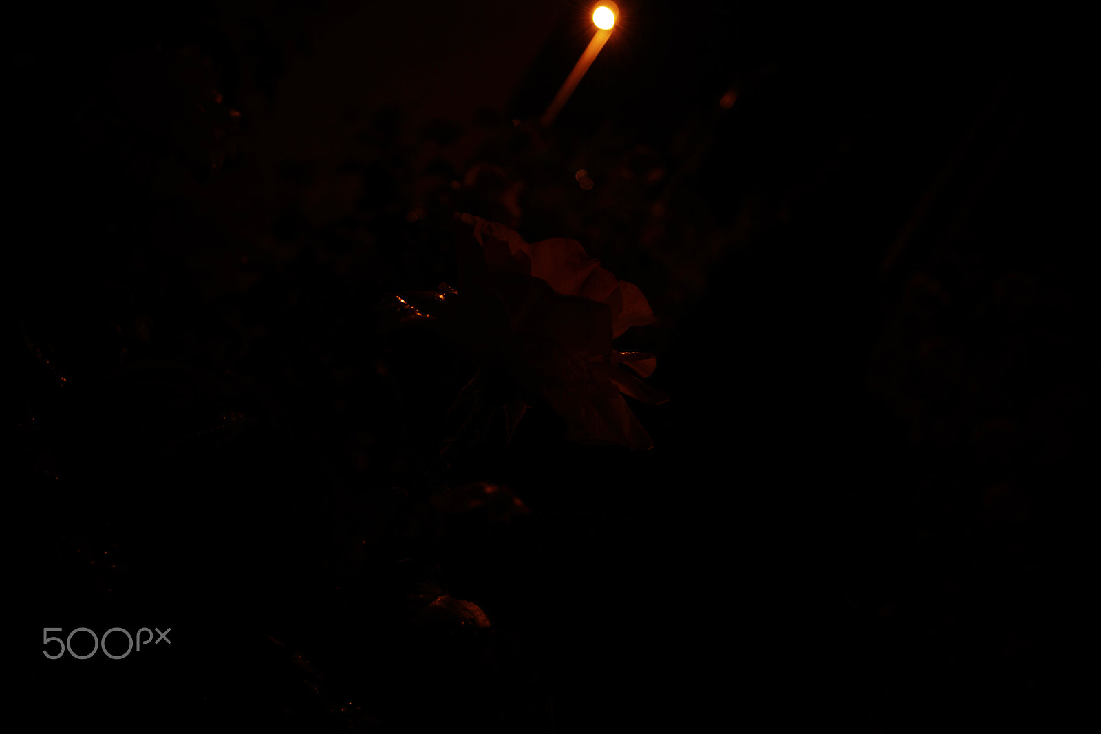 Sony SLT-A68 sample photo. Rosa di notte photography