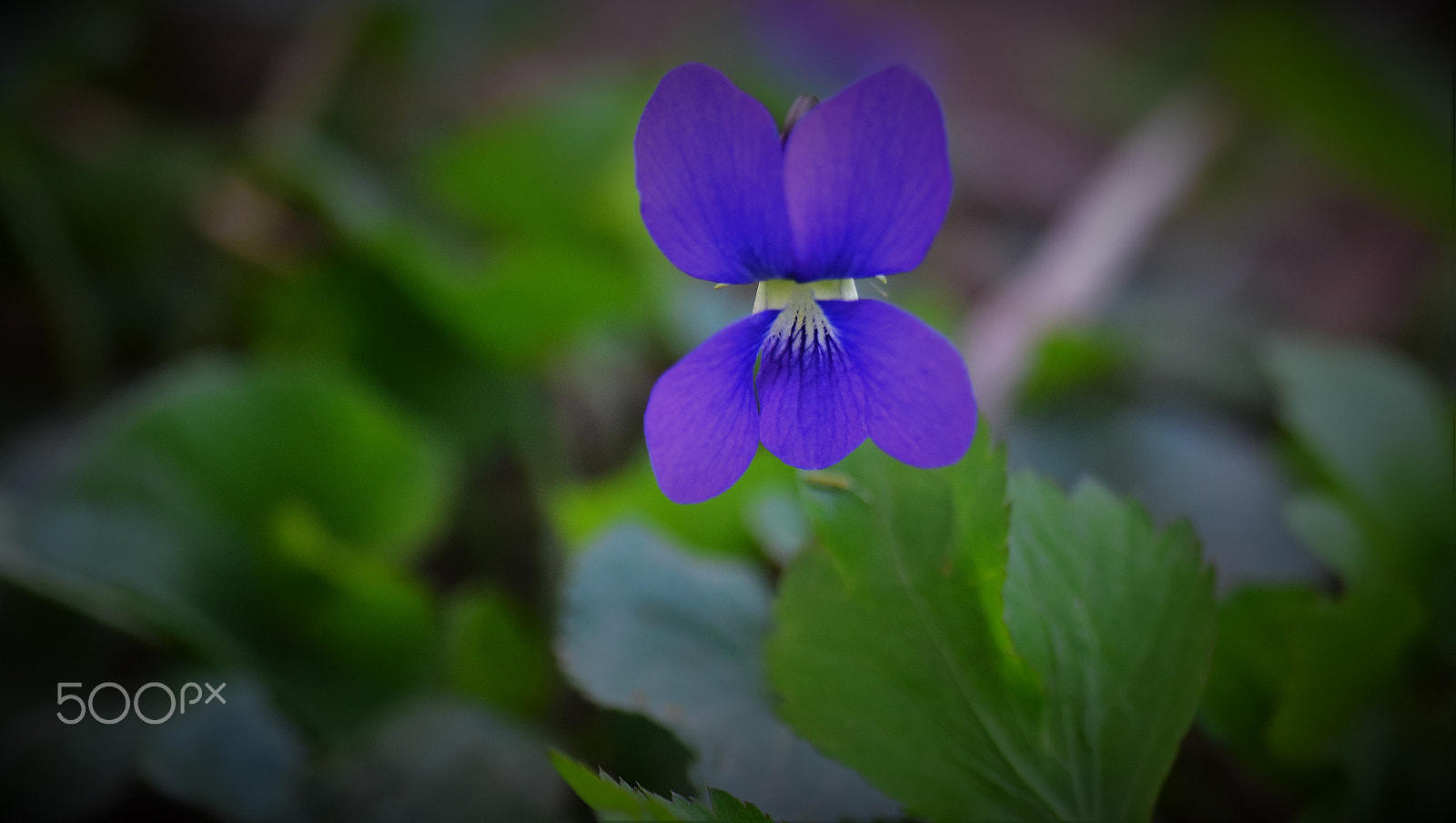 Nikon D750 + AF Zoom-Micro Nikkor 70-180mm f/4.5-5.6D ED sample photo. Wild pansy  in river bend park, virginia photography