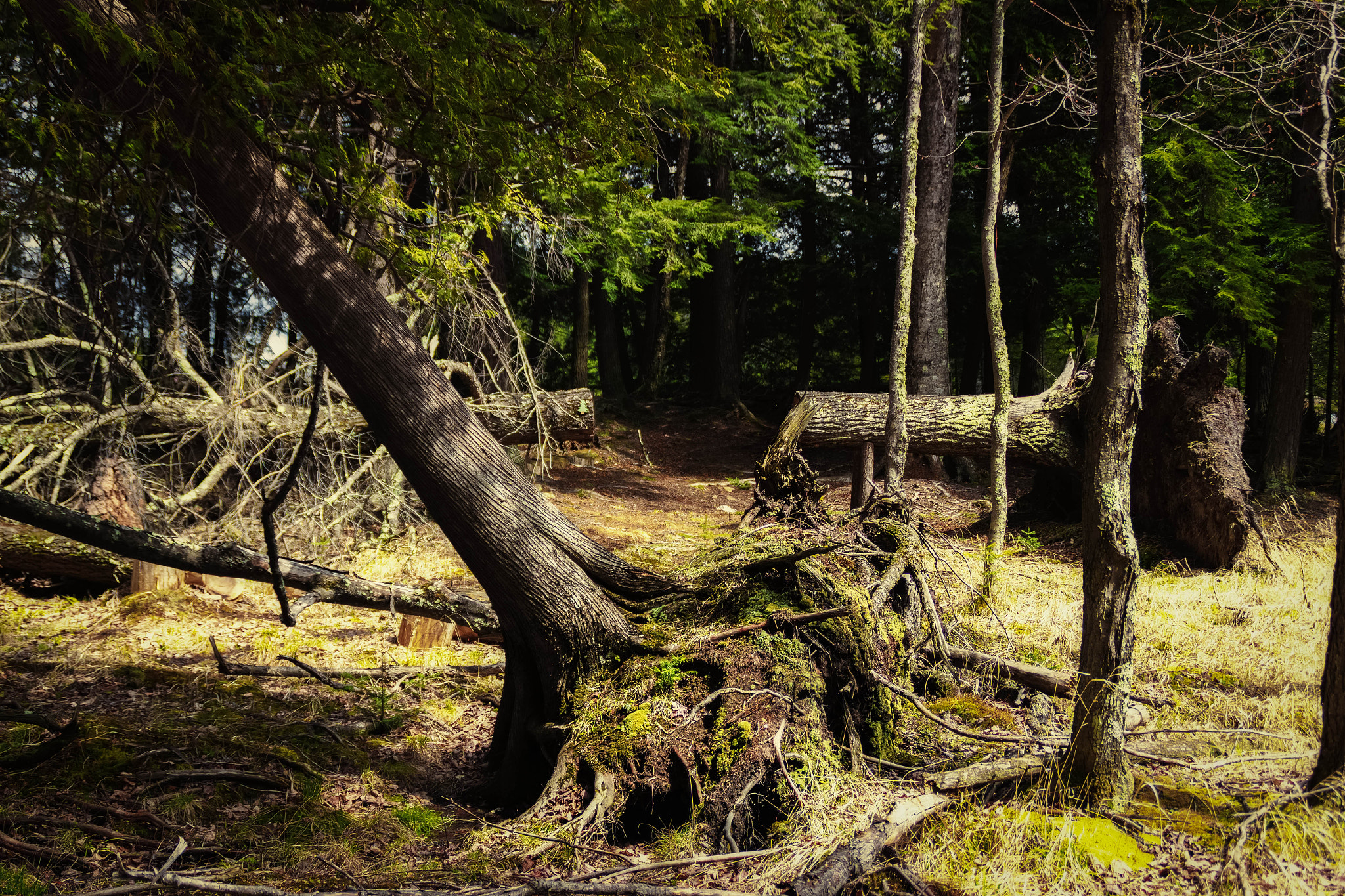 Canon EOS 550D (EOS Rebel T2i / EOS Kiss X4) sample photo. Fallen trees and an oddly parted one photography
