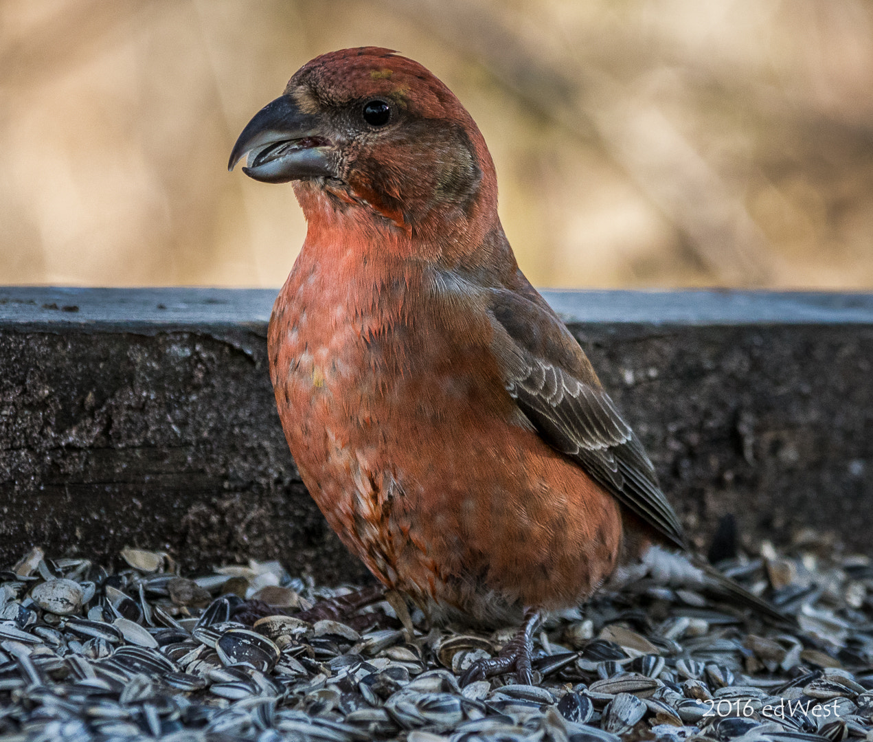 Sigma 70-200mm F2.8 EX DG OS HSM sample photo. Loxia curvirostra photography
