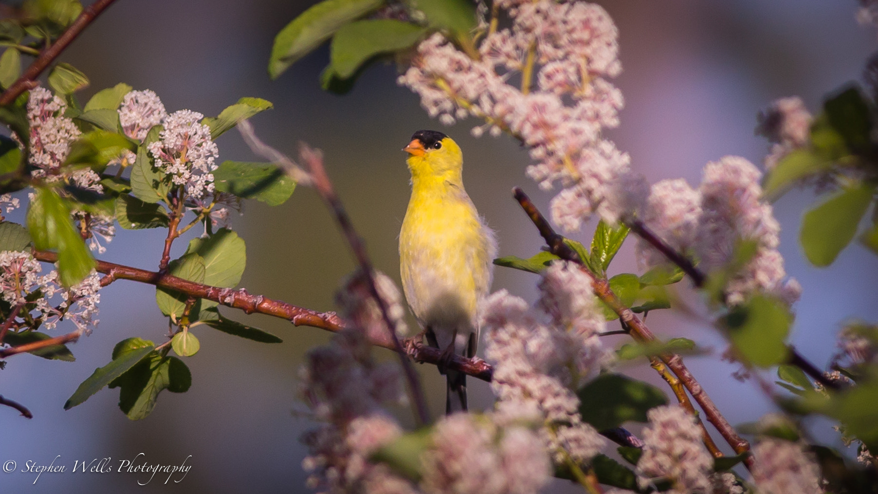 Canon EOS 6D + Canon EF 400mm F5.6L USM sample photo. Pink and yellow photography