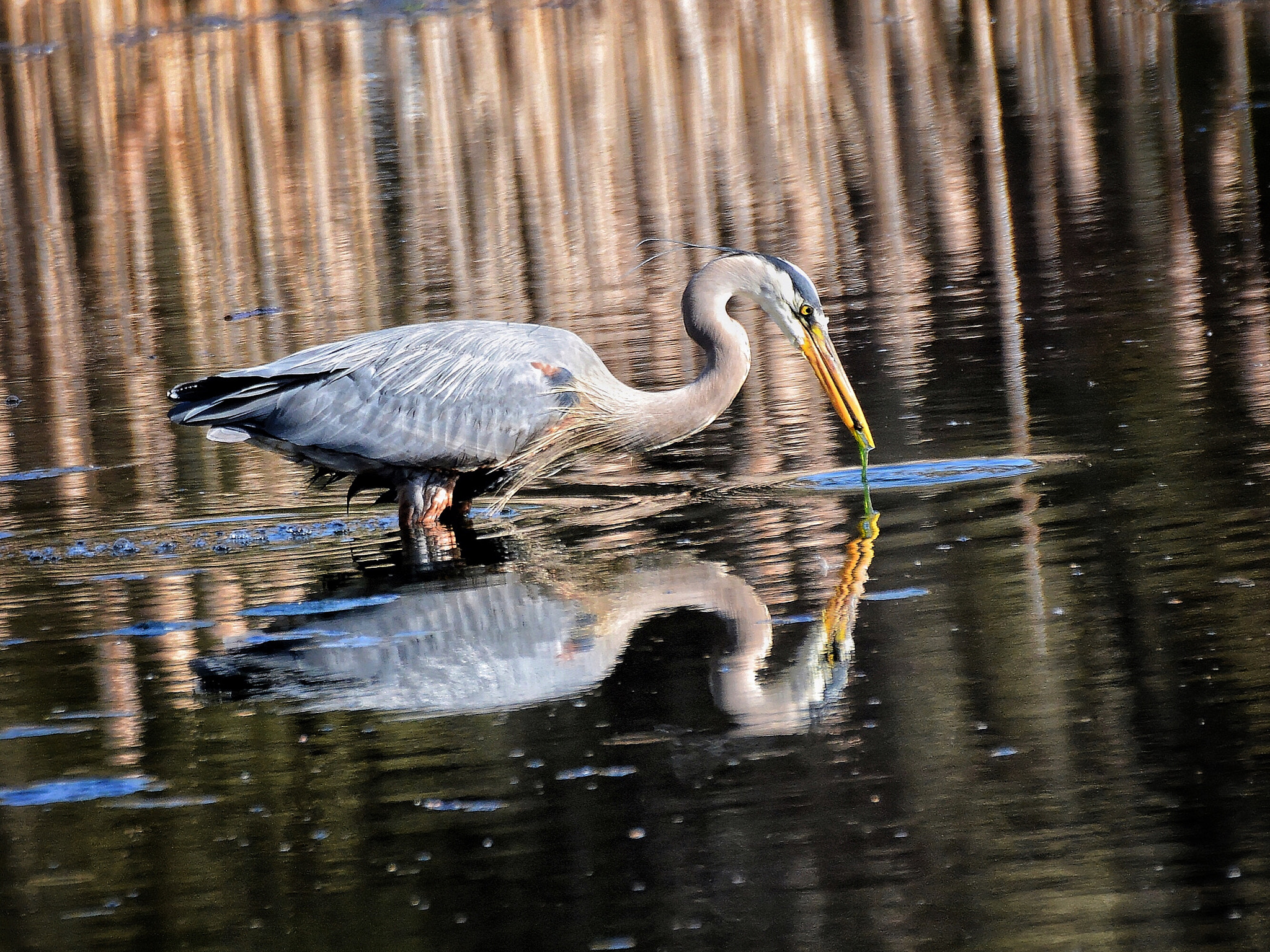 Nikon D7100 + Sigma 70-300mm F4-5.6 DG OS sample photo. Gotcha. photography