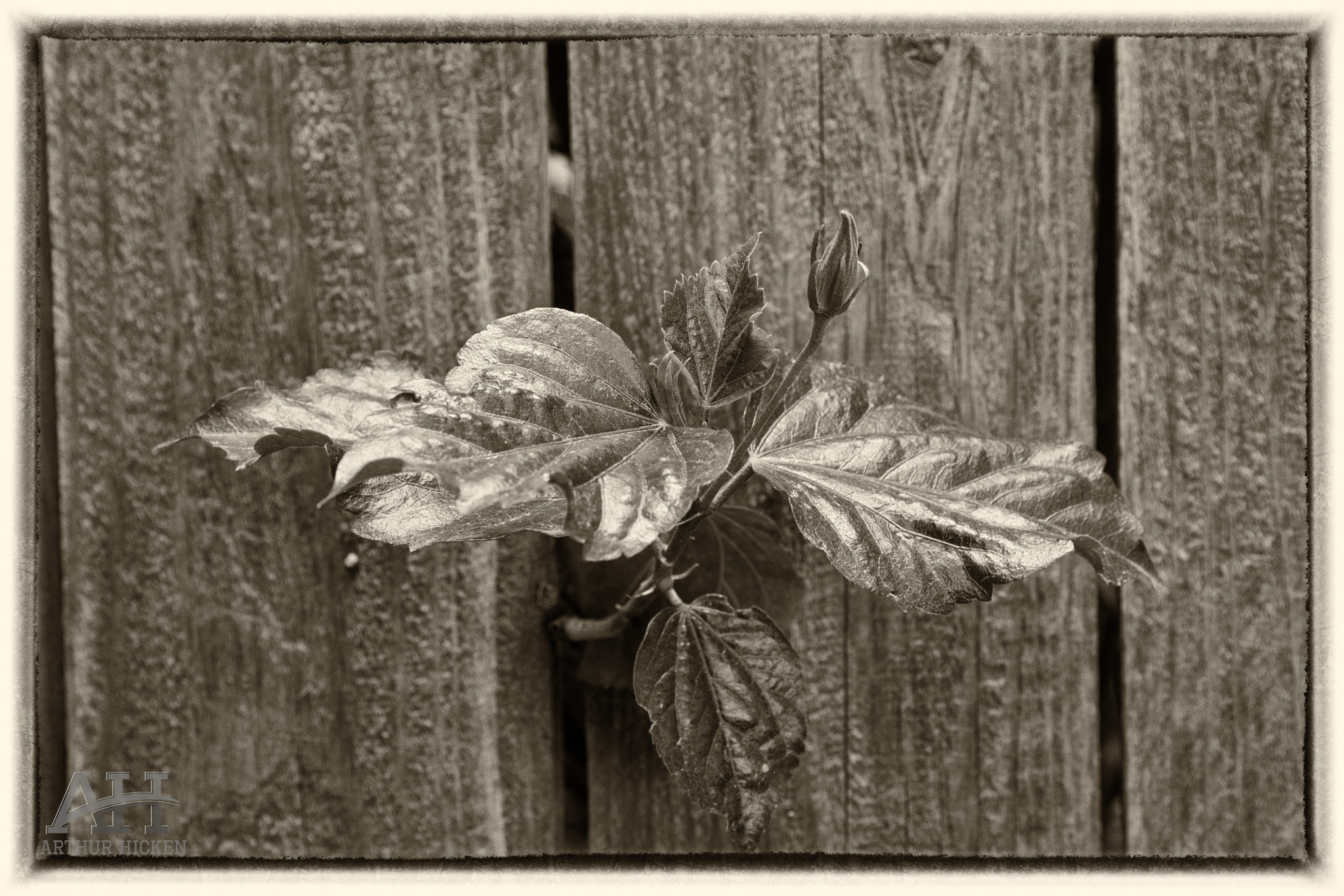 Sony a7R II + 24-105mm F4 sample photo. Leaf through the fence photography