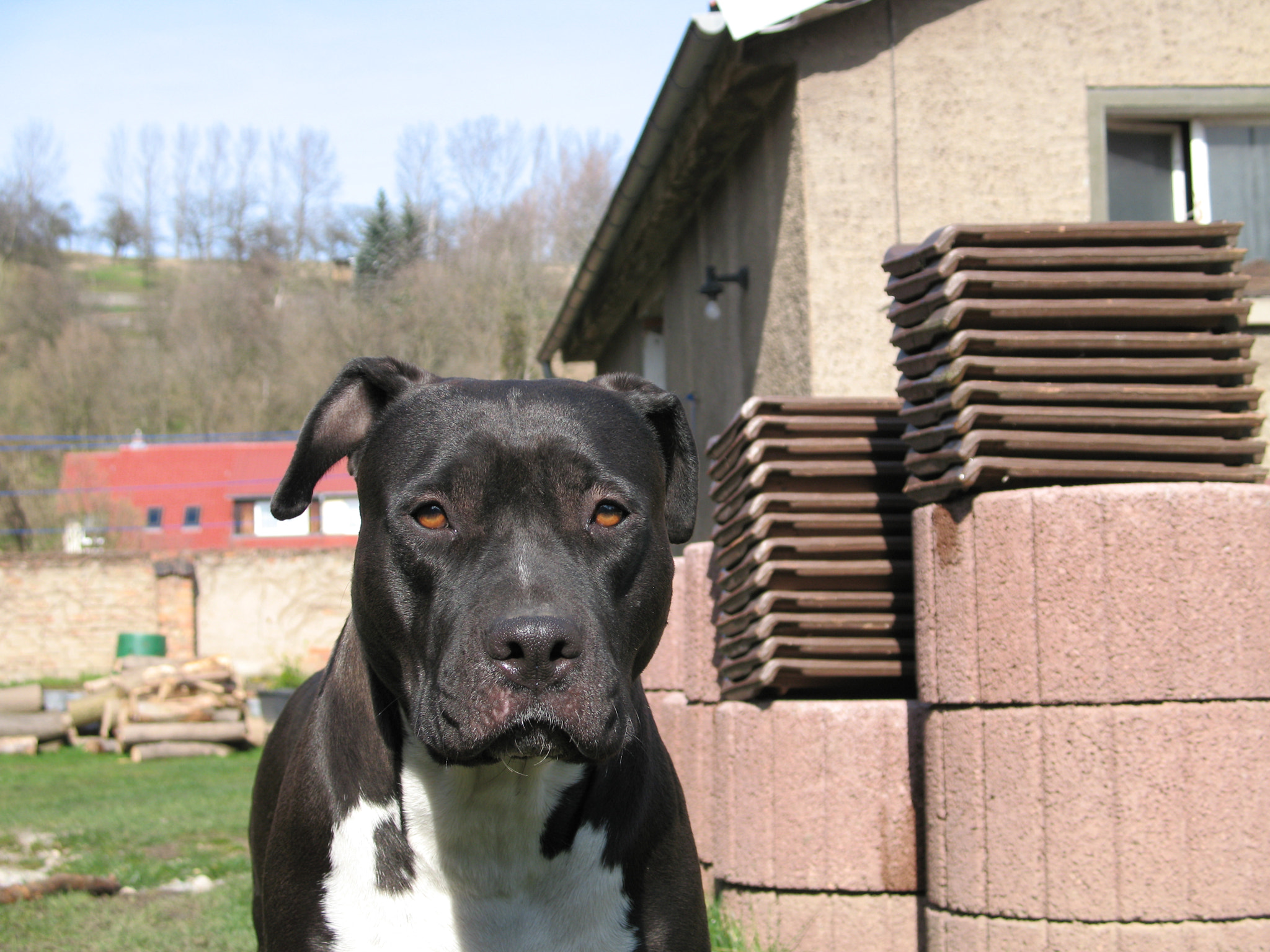 Canon POWERSHOT A640 sample photo. Inge dog (serious look) photography