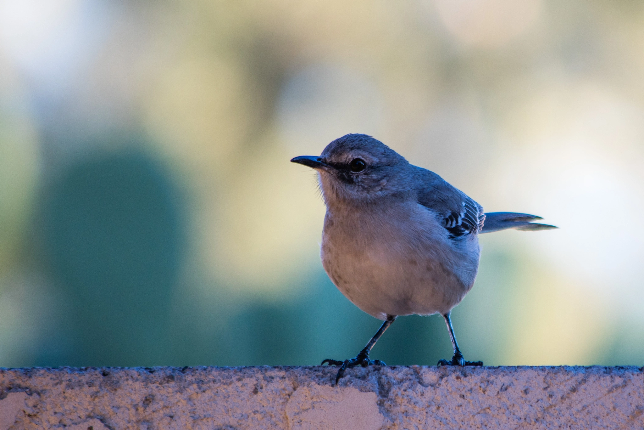 Canon EOS 5DS + Canon EF 70-300mm F4-5.6 IS USM sample photo. Mocking bird photography