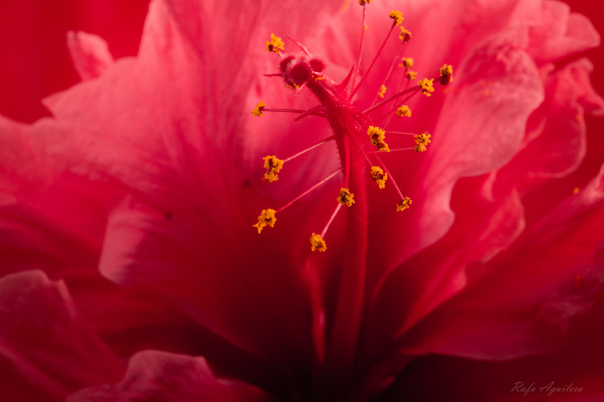 Sigma 105mm F2.8 EX DG OS HSM sample photo. Pollen photography