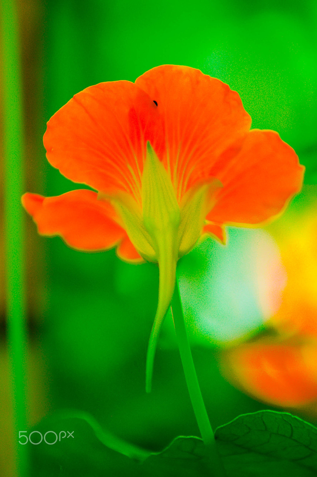 Nikon D90 + AF Zoom-Nikkor 70-210mm f/4 sample photo. Orange beauty photography