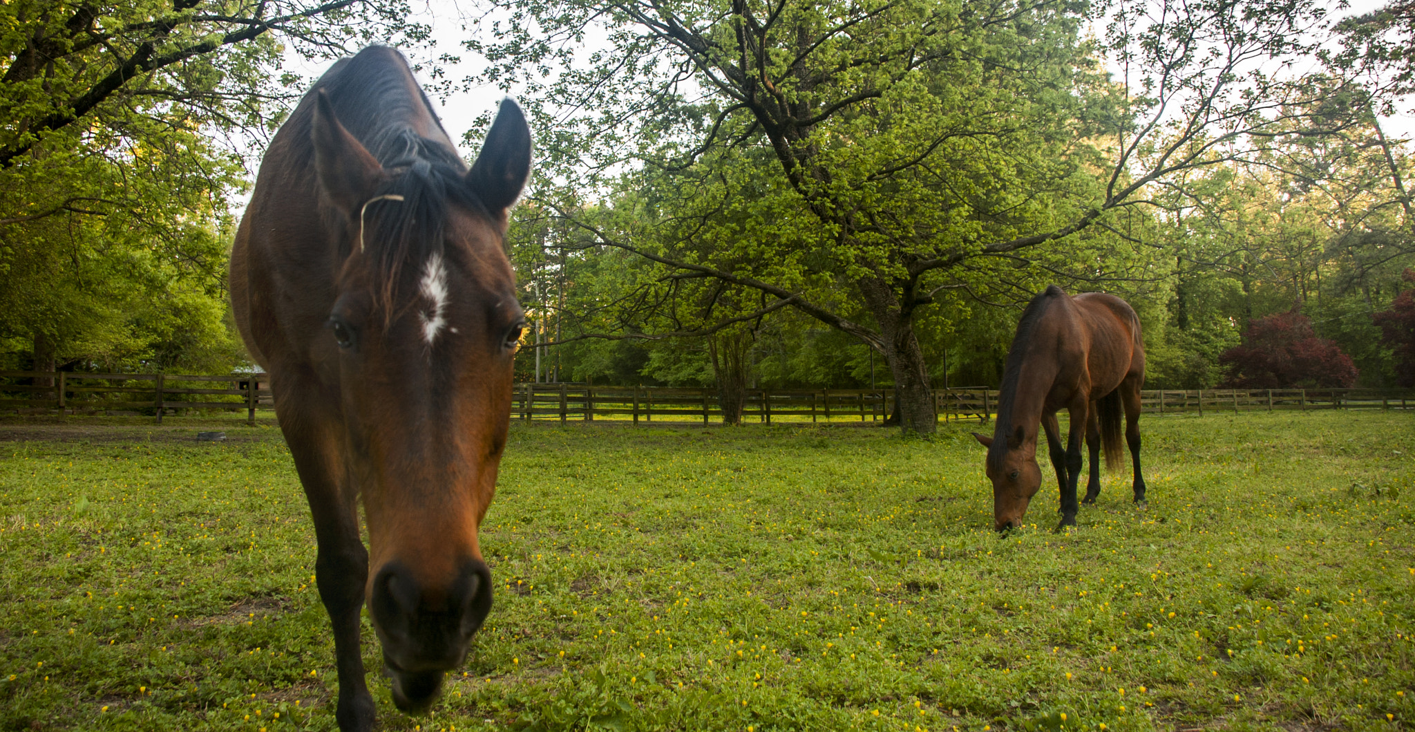 Nikon D40 sample photo. Two horses photography